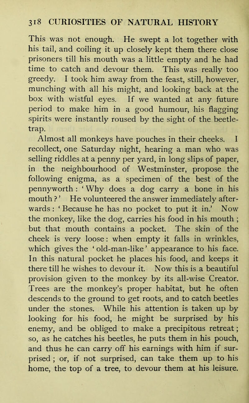 This was not enough. He swept a lot together with his tail, and coiling it up closely kept them there close prisoners till his mouth was a little empty and he had time to catch and devour them. This was really too greedy. I took him away from the feast, still, however, munching with all his might, and looking back at the box with wistful eyes. If we wanted at any future period to make him in a good humour, his flagging spirits were instantly roused by the sight of the beetle- trap. Almost all monkeys have pouches in their cheeks. I recollect, one Saturday night, hearing a man who was selling riddles at a penny per yard, in long slips of paper, in the neighbourhood of Westminster, propose the following enigma, as a specimen of the best of the pennyworth : ‘ Why does a dog carry a bone in his mouth ? ’ He volunteered the answer immediately after- wards : ‘Because he has no pocket to put it in.’ Now the monkey, like the dog, carries his food in his mouth ; but that mouth contains a pocket. The skin of the cheek is very loose: when empty it falls in wrinkles, which gives the ‘ old-man-like ’ appearance to his face. In this natural pocket he places his food, and keeps it there till he wishes to devour it. Now this is a beautiful provision given to the monkey by its all-wise Creator. Trees are the monkey’s proper habitat, but he often descends to the ground to get roots, and to catch beetles under the stones. While his attention is taken up by looking for his food, he might be surprised by his enemy, and be obliged to make a precipitous retreat; so, as he catches his beetles, he puts them in his pouch, and thus he can carry off his earnings with him if sur- prised ; or, if not surprised, can take them up to his home, the top of a tree, to devour them at his leisure.