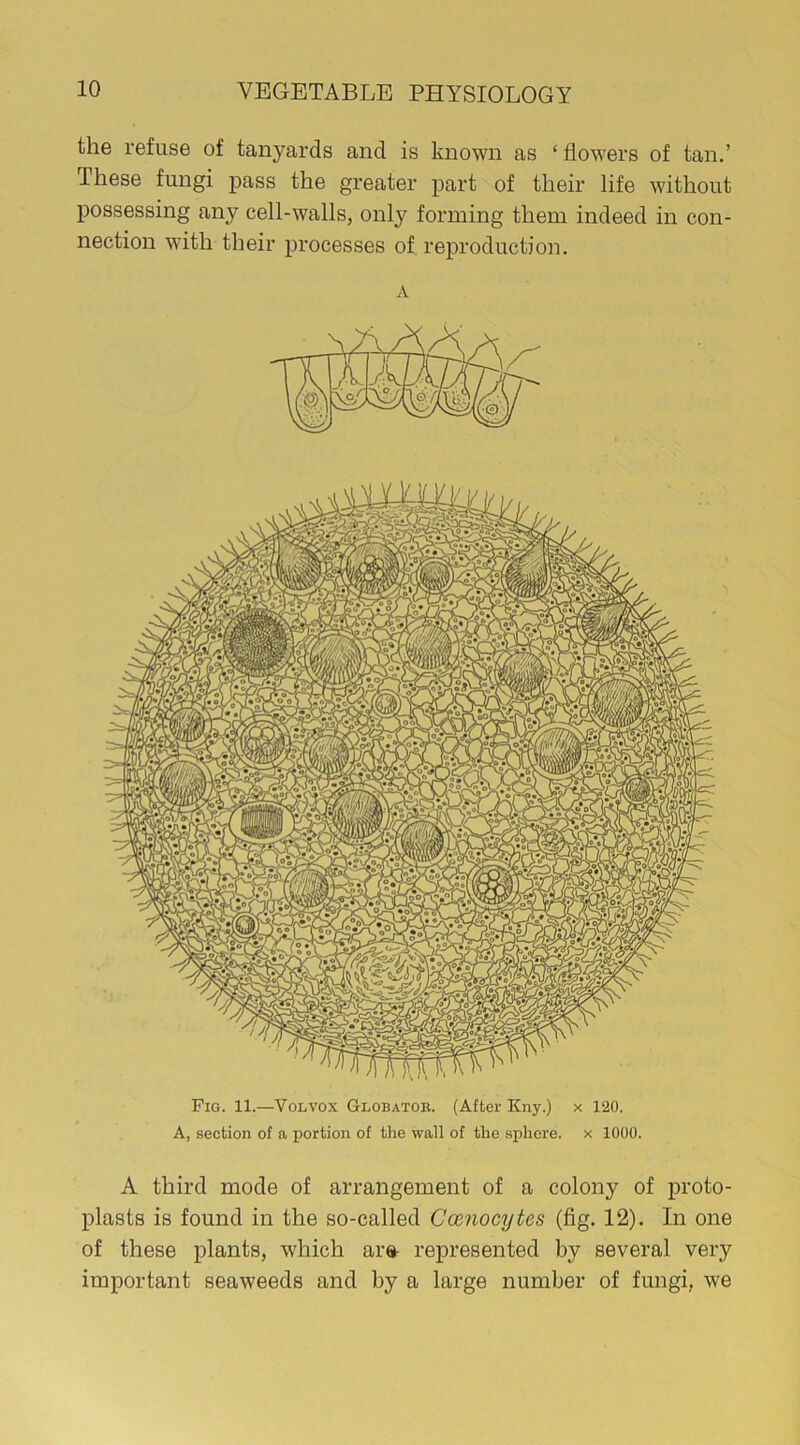 the refuse of tanyards and is known as ‘ flowers of tan.’ These fungi pass the greater part of their life without possessing any cell-walls, only forming them indeed in con- nection with their processes of reproduction. A Pio. 11.—Volvox Globatob. (After Kny.) x 120. A, section of a portion of the wall of the sphere, x 1000. A third mode of arrangement of a colony of proto- plasts is found in the so-called Camocytes (fig. 12). In one of these plants, which ar» represented by several very important seaweeds and by a large number of fungi, we