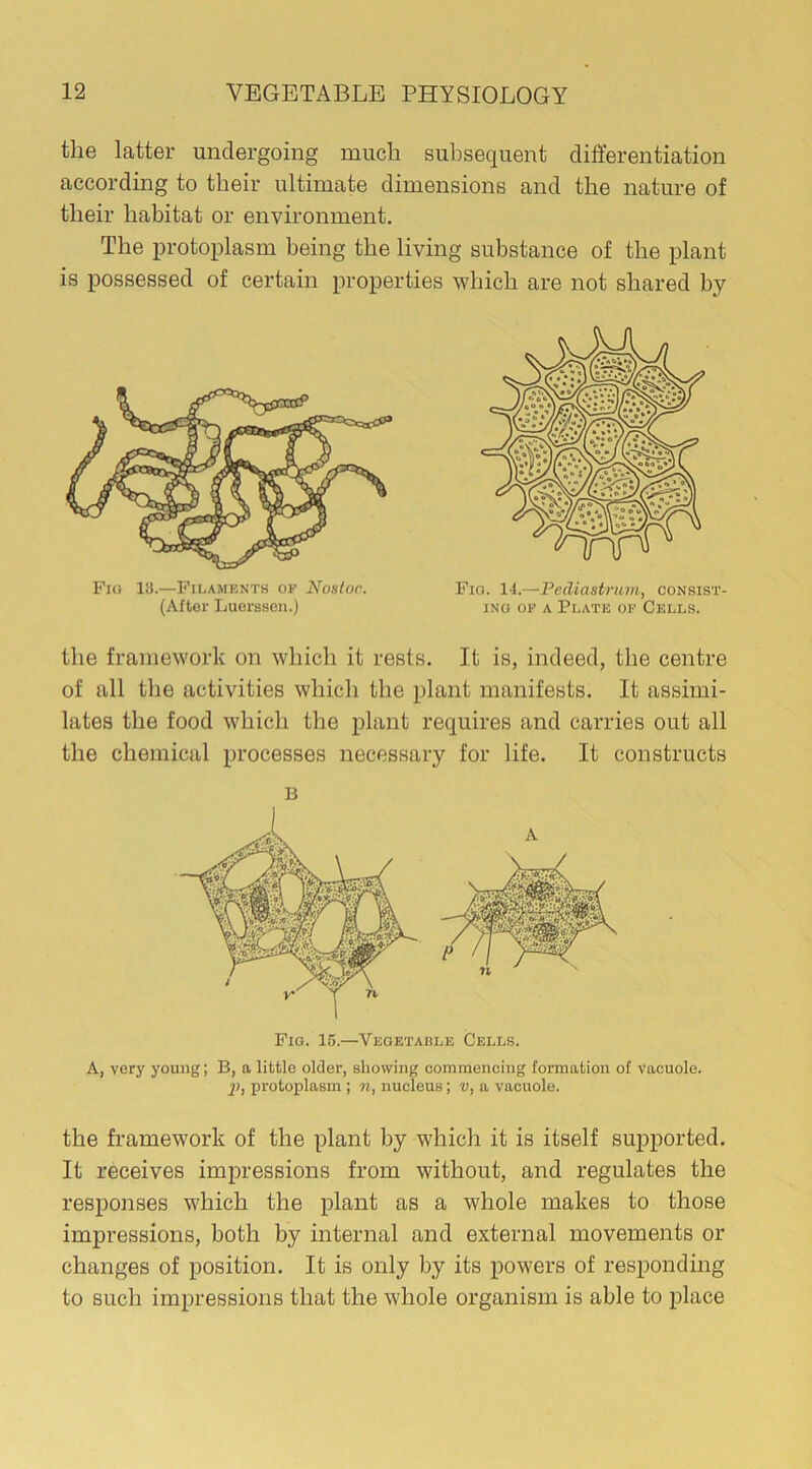 the latter undergoing much subsequent differentiation according to their ultimate dimensions and the nature of their habitat or environment. The protoplasm being the living substance of the plant is possessed of certain properties which are not shared by Fiu 13.—Filaments op Nostor. (After Luerssen.) Fio. 14.—Pediastrum, consist- ing op a Plate op Cells. the framework on which it rests. It is, indeed, the centre of all the activities which the plant manifests. It assimi- lates the food which the plant requires and carries out all the chemical processes necessary for life. It constructs B Fig. 15.—Vegetable Cells. A, very young; B, a little older, showing commencing formation of vacuole. 2>, protoplasm ; n, nucleus; v, a vacuole. the framework of the plant by which it is itself supported. It receives impressions from without, and regulates the responses which the plant as a whole makes to those impressions, both by internal and external movements or changes of position. It is only by its powers of responding to such impressions that the whole organism is able to place