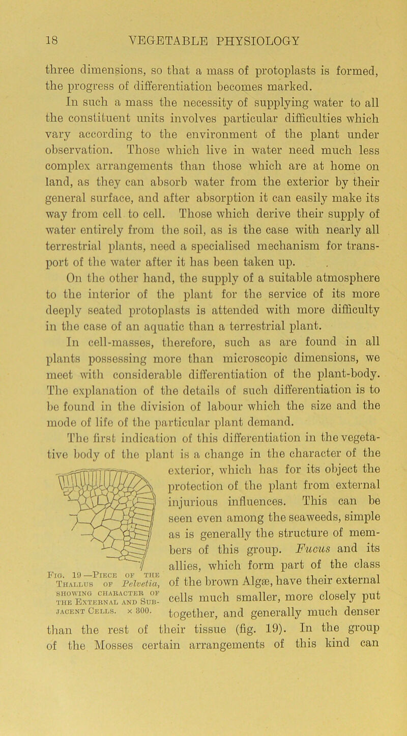 three dimensions, so that a mass of protoplasts is formed, the progress of differentiation becomes marked. In such a mass the necessity of supplying water to all the constituent units involves particular difficulties which vary according to the environment of the plant under observation. Those which live in water need much less complex arrangements than those which are at home on land, as they can absorb water from the exterior by their general surface, and after absorption it can easily make its way from cell to cell. Those which derive their supply of water entirely from the soil, as is the case with nearly all terrestrial plants, need a specialised mechanism for trans- port of the water after it has been taken up. On the other hand, the supply of a suitable atmosphere to the interior of the plant for the service of its more deeply seated protoplasts is attended with more difficulty in the case of an aquatic than a terrestrial plant. In cell-masses, therefore, such as are found in all plants possessing more than microscopic dimensions, we meet with considerable differentiation of the plant-body. The explanation of the details of such differentiation is to be found in the division of labour which the size and the mode of life of the particular plant demand. The first indication of this differentiation in the vegeta- tive body of the plant is a change in the character of the exterior, which has for its object the protection of the plant from external injurious influences. This can be seen even among the seaweeds, simple as is generally the structure of mem- bers of this group. Fucus and its allies, which form part of the class of the brown Algae, have their external cells much smaller, more closely put together, and generally much denser than the rest of their tissue (fig. 19). In the group of the Mosses certain arrangements of this kind can Fig. 19—Piece of the Thallus of Pelvetia, SHOWING CHARACTER OF the External and Sub- jacent Cells, x 300.