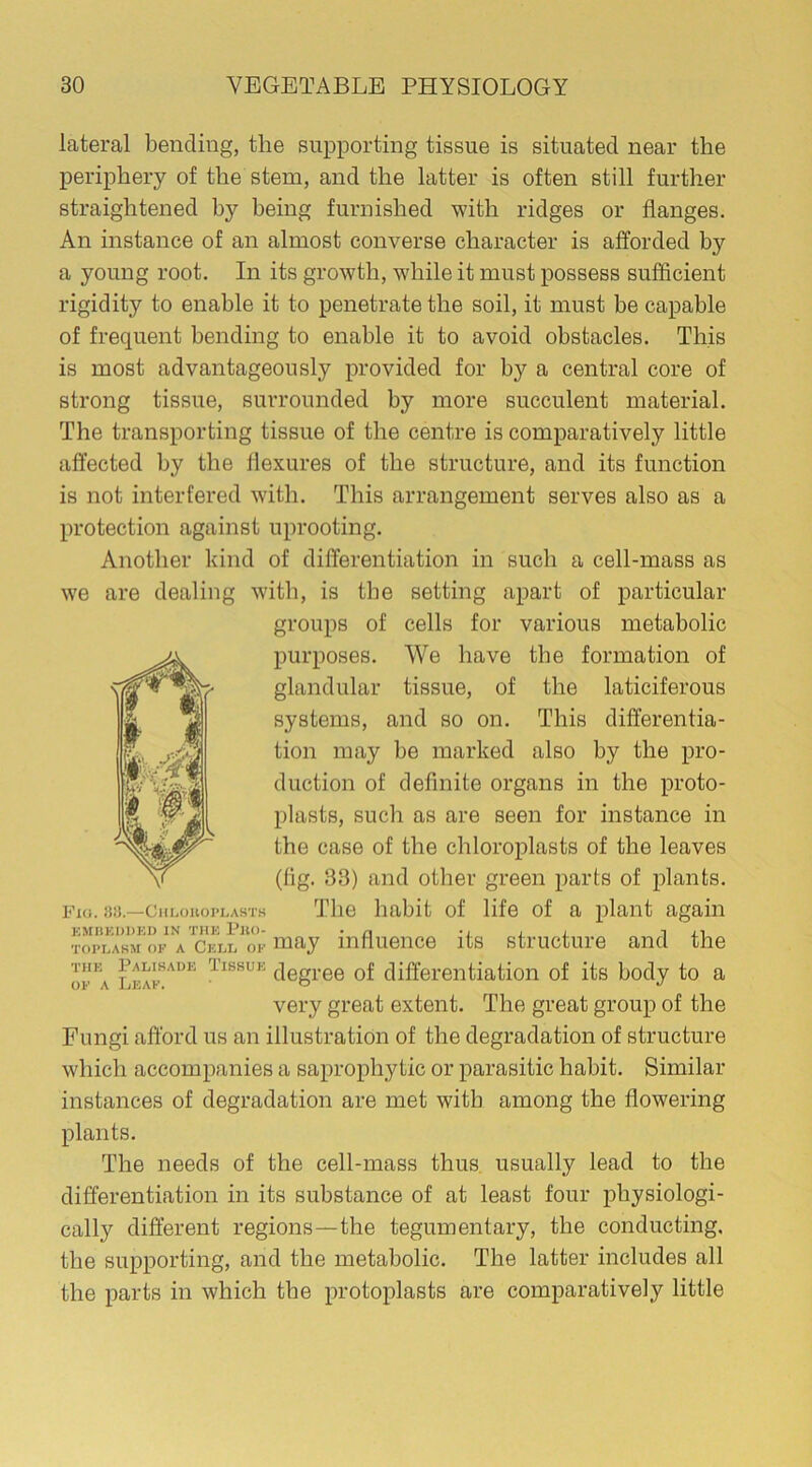 lateral bending, the supporting tissue is situated near the periphery of the stem, and the latter is often still further straightened by being furnished with ridges or flanges. An instance of an almost converse character is afforded by a young root. In its growth, while it must possess sufficient rigidity to enable it to penetrate the soil, it must be capable of frequent bending to enable it to avoid obstacles. This is most advantageously provided for by a central core of strong tissue, surrounded by more succulent material. The transporting tissue of the centre is comparatively little affected by the flexures of the structure, and its function is not interfered with. This arrangement serves also as a protection against uprooting. Another kind of differentiation in such a cell-mass as we are dealing with, is the setting apart of particular groups of cells for various metabolic purposes. We have the formation of glandular tissue, of the laticiferous systems, and so on. This differentia- tion may be marked also by the pro- duction of definite organs in the proto- plasts, such as are seen for instance in the case of the chloroplasts of the leaves (fig. 38) and other green parts of plants. Fig. 88.—Culoboplasth The habit of life of a plant again toplakm of a Cell of may influence its structure and the the Palisade Tissue (]egree 0f differentiation of its body to a of a Leaf. o j very great extent. The great group of the Fungi afford us an illustration of the degradation of structure which accompanies a saprophytic or parasitic habit. Similar instances of degradation are met with among the flowering plants. The needs of the cell-mass thus usually lead to the differentiation in its substance of at least four physiologi- cally different regions—the tegumentary, the conducting, the supporting, and the metabolic. The latter includes all the parts in which the protoplasts are comparatively little
