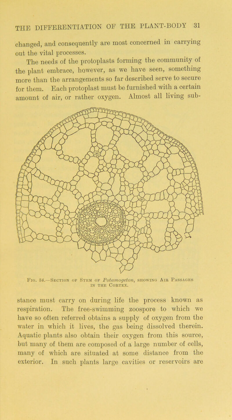 changed, and consequently are most concerned in canying out the vital processes. The needs of the protoplasts forming the community of the plant embrace, however, as we have seen, something more than the arrangements so far described serve to secure for them. Each protoplast must be furnished with a certain amount of air, or rather oxygen. Almost all living sub- Fig. 34.—Section of Stem of Potamogeton, showing Aib Passages in the Cortex. stance must carry on during life the process known as respiration. The free-swimming zoospore to which we have so often referred obtains a supply of oxygen from the water in which it lives, the gas being dissolved therein. Aquatic plants also obtain their oxygen from this source, but many of them are composed of a large number of cells, many of which are situated at some distance from the exterior. In such plants large cavities or reservoirs are