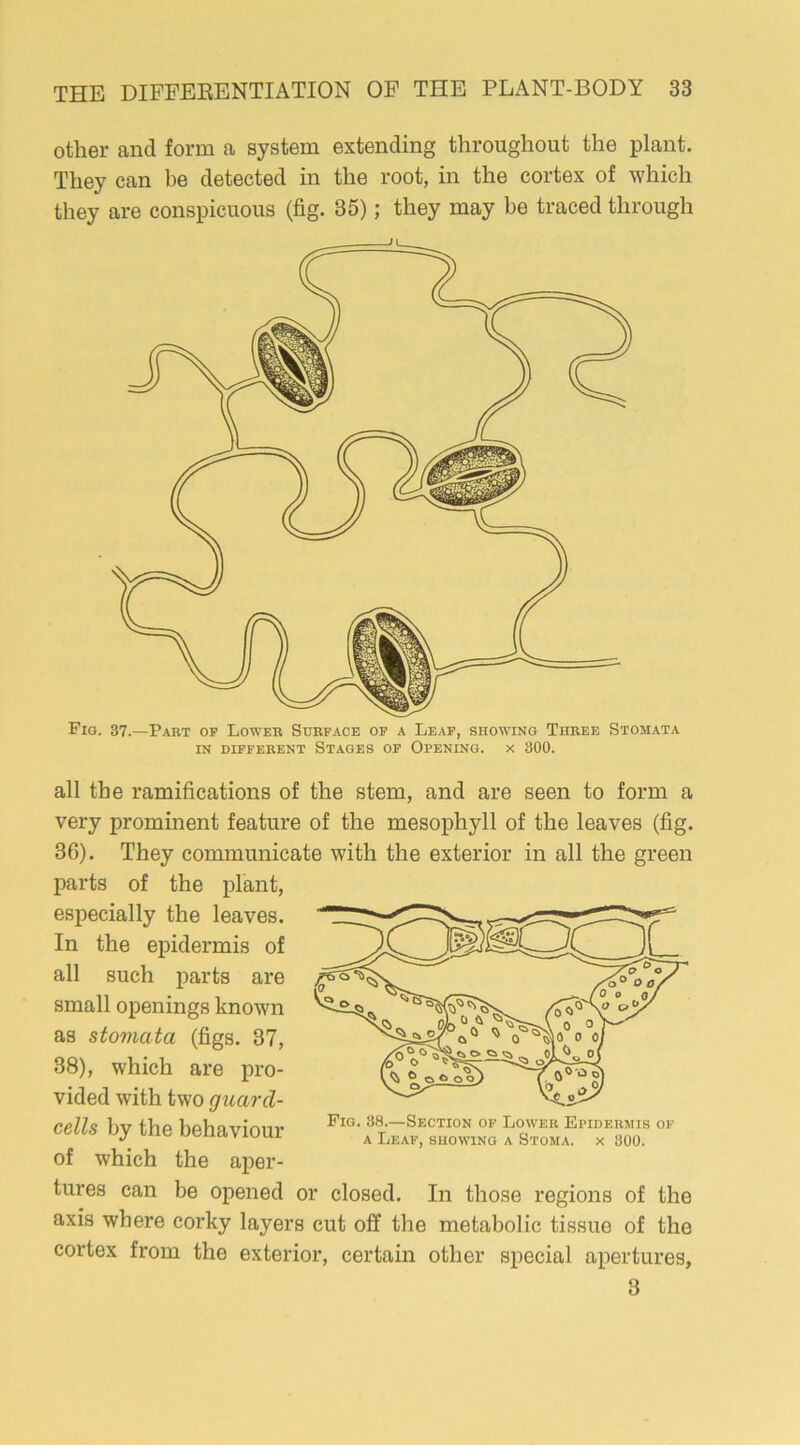 other and form a system extending throughout the plant. They can be detected in the root, in the cortex of which they are conspicuous (fig. 35); they may be traced through Fig. 37.—Part of Lower Surface of a Leaf, showing Three Stomata in different Stages of Opening, x 300. all the ramifications of the stem, and are seen to form a very prominent feature of the mesophyll of the leaves (fig. 36). They communicate with the exterior in all the green parts of the plant, especially the leaves. In the epidermis of all such parts are small openings known as stomata (figs. 37, 38), which are pro- vided with two guard- cells by the behaviour of which the aper- tures can be opened or closed. In those regions of the axis where corky layers cut off the metabolic tissue of the cortex from the exterior, certain other special apertures, 3 Fig. 88.—Section of Lower Epidermis of a Leaf, showing a Stoma, x 800.