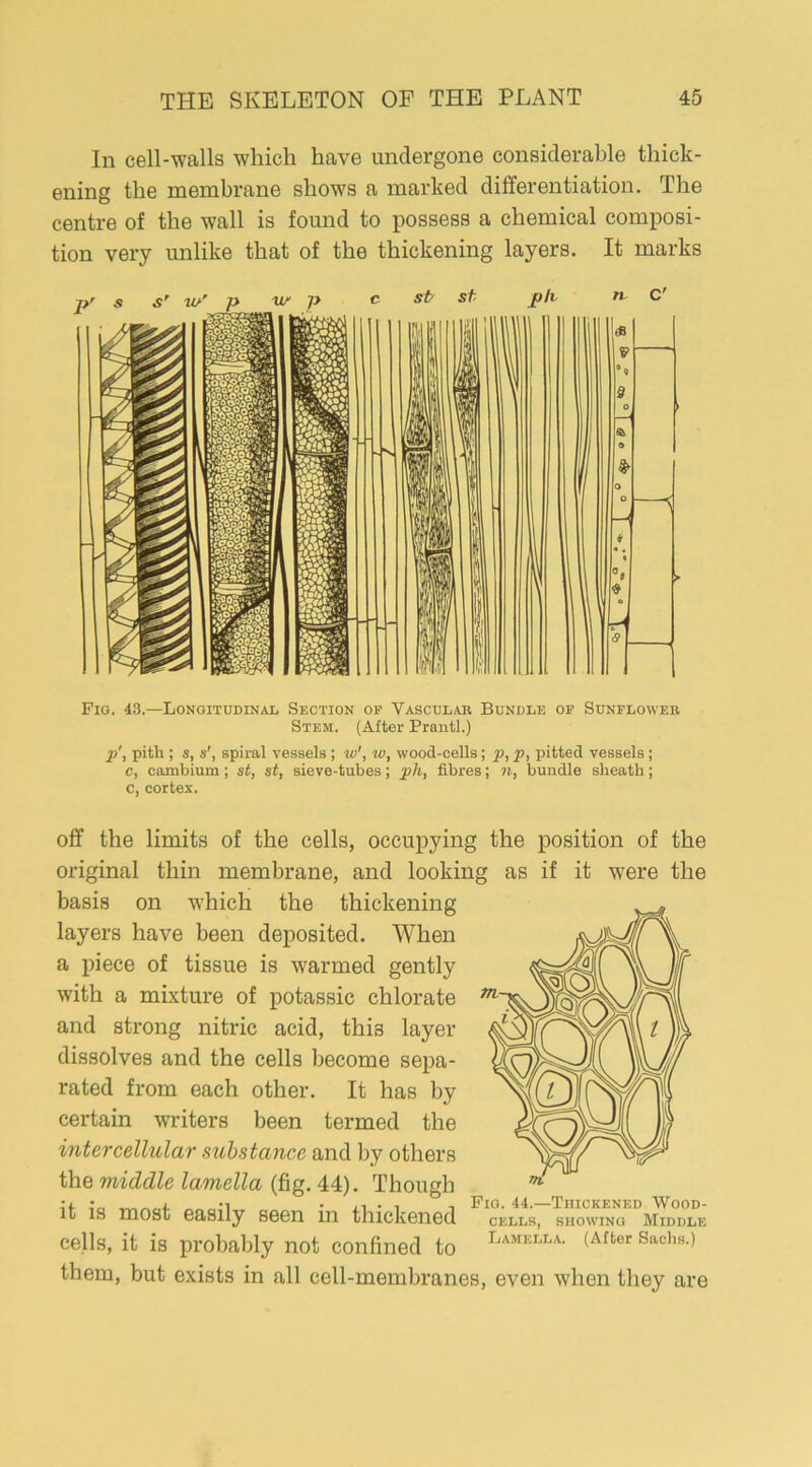 In cell-walls which have undergone considerable thick- ening the membrane shows a marked differentiation. The centre of the wall is found to possess a chemical composi- tion very unlike that of the thickening layers. It marks Fig. 43.—Longitudinal Section op Vascular Bundle op Sunflower Stem. (After Prantl.) p', pith ; s, s', spiral vessels ; w', w, wood-cells; p, p, pitted vessels; c, cambium; st, st, sieve-tubes; ph, fibres; n, bundle sheath; c, cortex. off the limits of the cells, occupying the position of the original thin membrane, and looking as if it were the basis on which the thickening layers have been deposited. When a piece of tissue is warmed gently with a mixture of potassic chlorate and strong nitric acid, this layer dissolves and the cells become sepa- rated from each other. It has by certain writers been termed the intercellular substance and by others the middle lamella (fig. 44). Though it is most easily seen in thickened cells, it is probably not confined to them, but exists in all cell-membranes, even when they are Fig. 44.—Thickened Wood- cells, showing Middle Lamella. (After Saclis.)