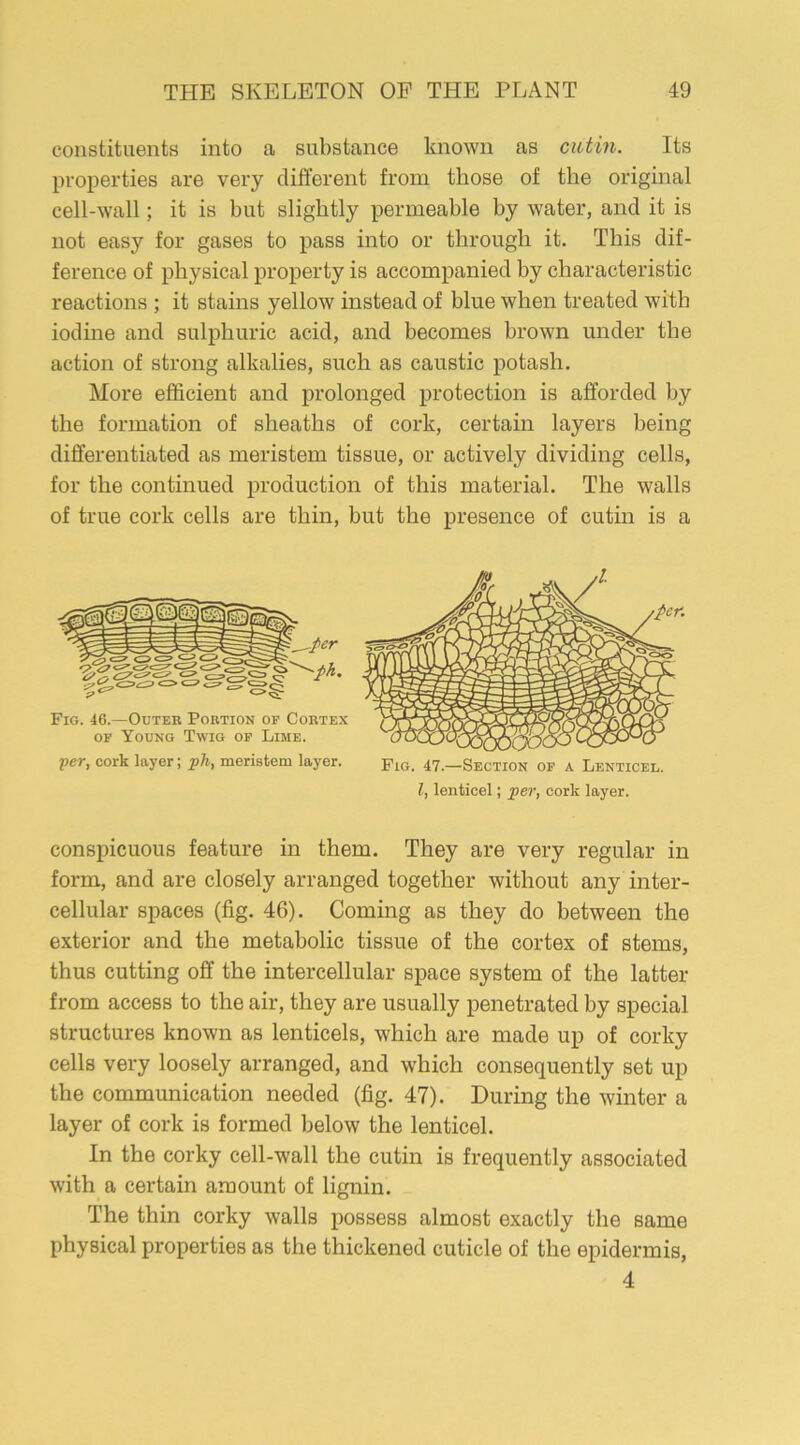 constituents into a substance known as cutin. Its properties are very different from those of the original cell-wall; it is but slightly permeable by water, and it is not easy for gases to pass into or through it. This dif- ference of physical property is accompanied by characteristic reactions ; it stains yellow instead of blue when treated with iodine and sulphuric acid, and becomes brown under the action of strong alkalies, such as caustic potash. More efficient and prolonged protection is afforded by the formation of sheaths of cork, certain layers being differentiated as meristem tissue, or actively dividing cells, for the continued production of this material. The walls of true cork cells are thin, but the presence of cutin is a per, cork layer; ph, meristem layer. Fig. 47._Section of a Lenticel. I, lenticel; per, cork layer. conspicuous feature in them. They are very regular in form, and are closely arranged together without any inter- cellular spaces (fig. 46). Coming as they do between the exterior and the metabolic tissue of the cortex of stems, thus cutting off the intercellular space system of the latter from access to the air, they are usually penetrated by special structures known as lenticels, which are made up of corky cells very loosely arranged, and which consequently set up the communication needed (fig. 47). During the winter a layer of cork is formed below the lenticel. In the corky cell-wall the cutin is frequently associated with a certain amount of lignin. The thin corky walls possess almost exactly the same physical properties as the thickened cuticle of the epidermis, 4