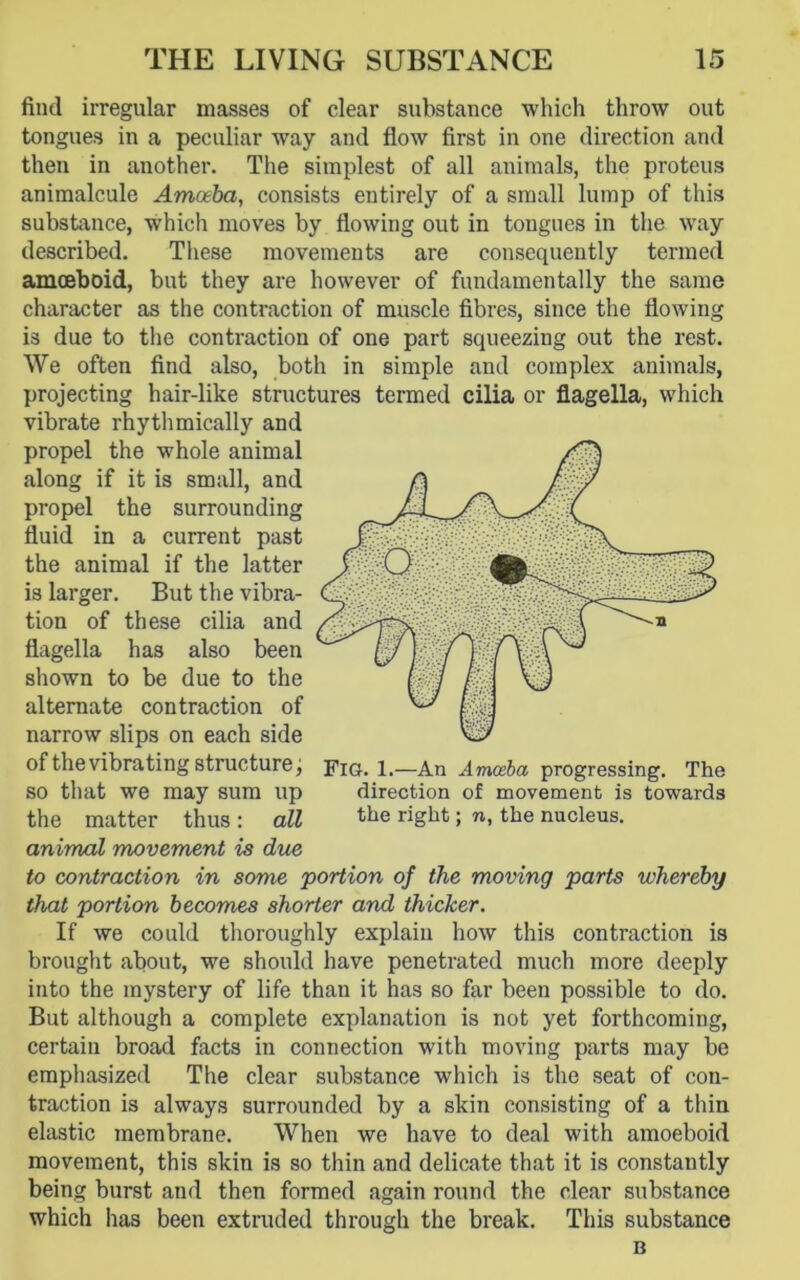 find irregular masses of clear substance which throw out tongues in a peculiar way and flow first in one direction and then in another. The simplest of all animals, the proteus animalcule Amoeba, consists entirely of a small lump of this substance, which moves by flowing out in tougues in the way described. These movements are consequently termed amoeboid, but they are however of fundamentally the same character as the contraction of muscle fibres, since the flowing is due to the contraction of one part squeezing out the rest. We often find also, both in simple and complex animals, projecting hair-like structures termed cilia or flagella, which vibrate rhythmically and propel the whole animal along if it is small, and propel the surrounding fluid in a current past the animal if the latter is larger. But the vibra- tion of these cilia and flagella has also been shown to be due to the alternate contraction of narrow slips on each side of the vibrating structure; fig. 1.—An Amoeba progressing. The so that we may sum up direction of movement is towards the matter thus : all the right; n, the nucleus. animal movement is due to contraction in some portion of the moving parts whereby that portion becomes shorter and thicker. If we could thoroughly explain how this contraction is brought about, we should have penetrated much more deeply into the mystery of life than it has so far been possible to do. But although a complete explanation is not yet forthcoming, certain broad facts in connection with moving parts may be emphasized The clear substance which is the seat of con- traction is always surrounded by a skin consisting of a thin elastic membrane. When we have to deal with amoeboid movement, this skin is so thin and delicate that it is constantly being burst and then formed again round the clear substance which iias been extruded through the break. This substance B