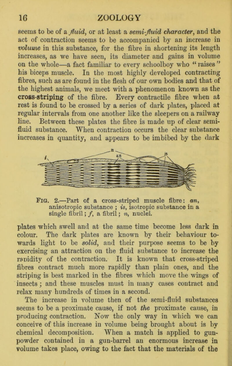 seems to be of a fluid, or at least a semi-fluid character, and the act of contraction seems to be accompanied by an increase in volume in this substance, for the fibre in shortening its length increases, as we have seen, its diameter and gains in volume on the whole—a fact familiar to every schoolboy who “ raises ” his biceps muscle. In the most highly developed contracting fibres, such as are found in the flesh of our own bodies and that of the highest animals, we meet with a phenomenon known as the cross-striping of the fibre. Every contractile fibre when at rest is found to be crossed by a series of dark plates, placed at regular intervals from one another like the sleepers on a railway line. Between these plates the fibre is made up of clear semi- fluid substance. When contraction occurs the clear substance increases in quantity, and appears to be imbibed by the dark Fig. 2.—Part of a cross-striped muscle fibre: an, anisotropic substance ; is, isotropic substance in a single fibril; /, a fibril; n, nuclei. plates which swell and at the same time become less dark in colour. The dark plates are known by their behaviour to- wards light to be solid, and their purpose seems to be by exercising an attraction on the fluid substance to increase the rapidity of the contraction. It is known that cross-striped fibres contract much more rapidly than plain ones, and the striping is best marked in the fibres which move the wings of insects; and these muscles must in many cases contract and relax many hundreds of times in a second. The increase in volume then of the semi-fluid substances seems to be a proximate cause, if not the proximate cause, in producing contraction. Now the only way in which we can conceive of this increase in volume being brought about is by chemical decomposition. When a match is applied to gun- powder contained in a gun-barrel an enormous increase in volume takes place, owing to the fact that the materials of the