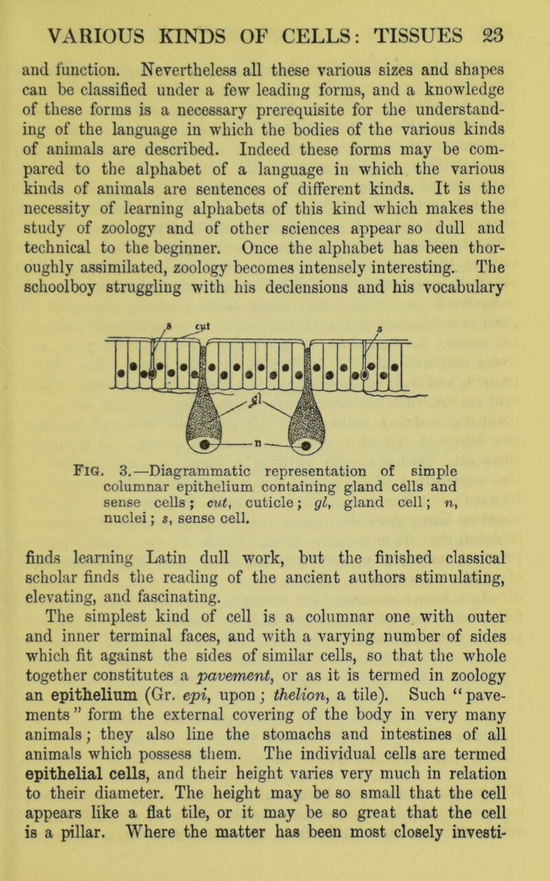 and function. Nevertheless all these various sizes and shapes can be classified under a few leading forms, and a knowledge of these forms is a necessary prerequisite for the understand- ing of the language in which the bodies of the various kinds of animals are described. Indeed these forms may be com- pared to the alphabet of a language in which the various kinds of animals are sentences of different kinds. It is the necessity of learning alphabets of this kind which makes the study of zoology and of other sciences appear so dull and technical to the beginner. Once the alphabet has been thor- oughly assimilated, zoology becomes intensely interesting. The schoolboy struggling with his declensions and his vocabulary Fig. 3.—Diagrammatic representation of simple columnar epithelium containing gland cells and sense cells; cut, cuticle; gl, gland cell; n, nuclei; s, sense cell. finds learning Latin dull work, but the finished classical scholar finds the reading of the ancient authors stimulating, elevating, and fascinating. The simplest kind of cell is a columnar one with outer and inner terminal faces, and with a varying number of sides which fit against the sides of similar cells, so that the whole together constitutes a pavement, or as it is termed in zoology an epithelium (Gr. epi, upon ; thelion, a tile). Such “ pave- ments ” form the external covering of the body in very many animals; they also line the stomachs and intestines of all animals which possess them. The individual cells are termed epithelial cells, and their height varies very much in relation to their diameter. The height may be so small that the cell appears like a flat tile, or it may be so great that the cell is a pillar. Where the matter has been most closely investi-