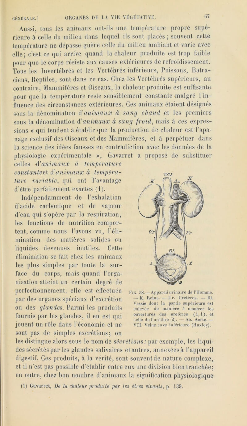 Aussi, lous les aniuiau.x ont-ils une température propre supé- rieure cà celle du milieu dans lequel ils sont placés; souvent cette température ne dépasse guère celle du milieu ambiant et varie avec elle; c’est ce qui arrive (piand la chaleur produite est trop faible pour que le corps résiste auv causes extérieures de refroidissement. Tous les Invertébrés et les Vertébrés inférieurs, Poissons, Batra- ciens, Reptiles, sont dans ce cas. Chez les Vertébrés supérieurs, au contraire. Mammifères et Oiseaux, la chaleur produite est suffisante pour que la température reste sensiblement constante malgré l'iii- fluence des circonstances extérieures. Ces animaux étaient désignés sous la dénomination iyanimau.ic à sang chaud et les premiers sous la dénomination ^'animaux à sang froid, mais à ces expres- sions a qui tendent à établir que la production de chaleur est l’apa- nage exclusif des Oiseaux et des Mammifères, et à perpétuer dans la science des idées fausses en contradiction avec les données de la physiologie expérimentale », Gavarret a proposé de substituer celles d'animaux à température constanteel d'animaux à tempéra- ture variable, qui ont l’avantage d’ètre parfaitement exactes (I). Indépendamment de l’exhalation d’acide carboni([ue et de vapeur d’eau qui s’opère par la respiration, les fonctions de nutrition compor- tent, comme nous l’avons vu, l’éli- minalion des matières solides ou liqu ides devenues inutiles. Cette élimination se fait chez les animaux les plus simples par toute la sur- face du corps, mais quand l’orga- nisation atteint un certain degré de perfectionnement, elle est effectuée par des organes spéciaux d’excrétion ou des glandes. Parmi les produits fournis par les glandes, il en est qui jouent un rôle dans l’économie et ne sont pas de simples excrétions; on les distingue alors sous le nom de sécrétions: par exemple, les liqui- des sécrétés par les glandes salivaires etautres, annexéesà l’appareil digestif. Ces produits, à la vérité, sont souvent de nature complexe, et il n’est pas possible d’établir entre eux une division bien tranchée; en outre, chez bon nombre d’animaux la signification physiologique (1) Gavarret, De la chaleur produite par les êtres vivants, p. 139. Eig. £8.— App;ireil urinaire de l’ilomiiie. — K. Reins. — Ur. Uretères. — RI. Vessie dont la partie supérieure est enlevée de manière à montrer les ouvertures des uretères (1,1). et celle de l’iirèthre (il). — .Vo. Aorte. — VCI. Veine cave inférieure (Huxley).