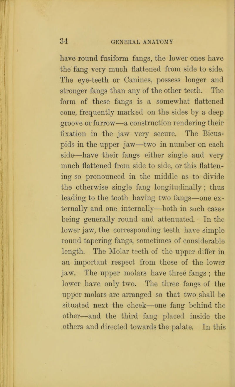 1 ' have round fusiform fangs, the lower ones have the fang very much flattened from side to side. The eye-teeth or Canines, possess longer and stronger fangs than any of the other teeth. The form of these fangs is a somewhat flattened cone, frequently marked on the sides by a deep groove or furrow—a construction rendering their fixation in the jaw very secure. The Bicus- pids in the upper jaw—two in number on each side—have their fangs either single and very much flattened from side to side, or this flatten- ing so pronounced in the middle as to divide the otherwise single fang longitudinally; thus leading to the tooth having two fangs—one ex- ternally and one internally—both in such cases being generally round and attenuated. In the lower jaw, the corresponding teeth have simple round tapering fangs, sometimes of considerable length. The Molar teeth of the upper differ in an important respect from those of the lower jaw. The upper molars have three fangs ; the lower have only two. The three fangs of the upper molars are arranged so that two shall be situated next the cheek—one fang behind the other—and the third fang placed inside the others and directed towards the palate. In this