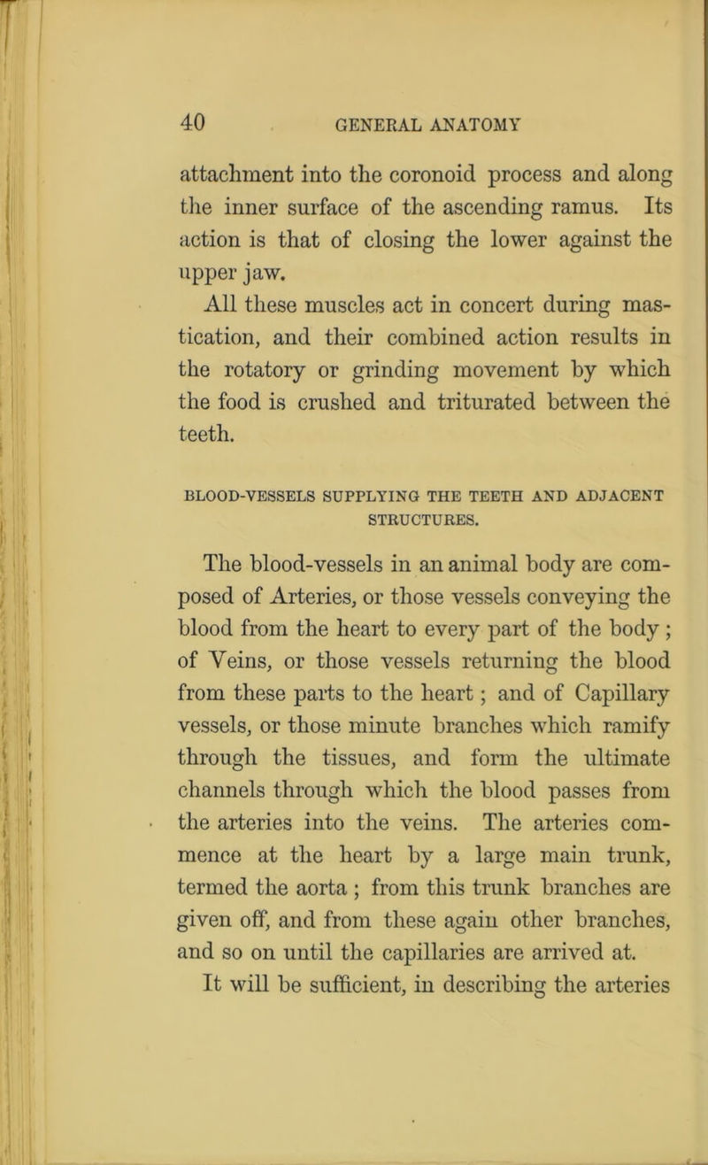 attachment into the coronoid process and along the inner surface of the ascending ramus. Its action is that of closing the lower against the upper jaw. All these muscles act in concert during mas- tication, and their combined action results in the rotatory or grinding movement by which the food is crushed and triturated between the teeth. BLOOD-VESSELS SUPPLYING THE TEETH AND ADJACENT STRUCTURES. The blood-vessels in an animal body are com- posed of Arteries, or those vessels conveying the blood from the heart to every part of the body ; of Veins, or those vessels returning the blood from these parts to the heart; and of Capillary vessels, or those minute branches which ramify through the tissues, and form the ultimate channels through which the blood passes from the arteries into the veins. The arteries com- mence at the heart by a large main trunk, termed the aorta ; from this trunk branches are given off, and from these again other branches, and so on until the capillaries are arrived at. It will be sufficient, in describing the arteries