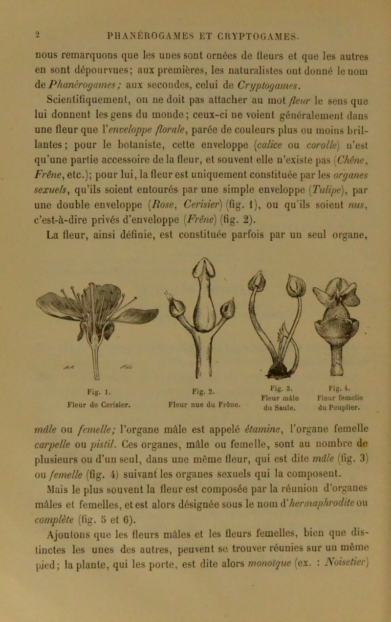 nous remarquons que les unes sont ornées de fleurs et que les autres en sont dépourvues; aux premières, les naturalistes ont donné le nom àii Phanérogames ; aux secondes, celui de Cryptogames. Scientifiquement, on ne doit pas attacher au mot fleur le sens que lui donnent les gens du monde ; ceux-ci ne voient généralement dans une fleur que Venveloppe florale^ parée de couleurs plus ou moins bril- lantes ; pour le botaniste, cette enveloppe [calice ou corolle) n’est qu’une partie accessoire de la fleur, et souvent elle n’existe pas [Chêne, Frêne, etc.); pour lui, la fleur est uniquement constituée par les organes sexuels, qu’ils soient entourés par une simple enveloppe [Tulipe), par une double enveloppe [Rose, Ce?isier) (fig. 1), ou qu’ils soient ?ius, c’est-à-dire privés d’enveloppe [Frêne) (fig. 2). La fleur, ainsi définie, est constituée parfois par un seul organe, mâle ou femelle; l’organe mâle est appelé étamine, l’organe femelle carpelle ou pistil. Ces organes, mâle ou femelle, sont au nombre de plusieurs ou d’un seul, dans une même fleur, qui est dite mâle (fig. 3) ou femelle (fig. 4) suivant les organes sexuels qui la composent. Mais le plus souvent la fleur est composée par la réunion d’organes mâles et femelles, et est alors désignée sous le nom à'hermaphrodite ou complète (fig. 5 et 6). Ajoutons que les fleurs mâles et les fleurs femelles, bien que dis- tinctes les unes des autres, peuvent se trouver réunies sur uu même pied; la plante, qui les porte, est dite alors monoïque (ex. : Noisetier) Fig. 1. Fleur de Cerisier, Fig. 2. Fleur nue du Frône. Fig. 3. Fig. i. Fleur mâle Fleur femelle du Saule. du Peuplier.