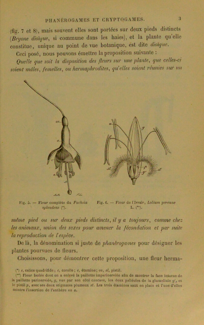 (fig. 7 et 8), mais souvent elles sont portées sur deux pieds distincts (^Dryo)ie dioi</U6^ si commune dans les haies), et la plante qu elle constitue, unique au point de vue botanique, est dite dioique. Ceci posé, nous pouvons émettre la proposition suivante : Quelle que soit la disposition des fleurs sur une plante, que celles-ci soient mâles, femelles, ou hermaphrodites, qu elles soient réunies sur un Fig. 5. — Fleur complète du Fuchsia Fig. 6. — Fleur do l lvraie, Lolium pei-enne splendens (*). L. (**). même pied ou sur deux pieds distincts, il y a toujours, comme chez les animaux, union des sexes pour amener la fécondation et par suite la reproduction de l'espèce. Delà, la dénomination si juste de phanérogames pour désigner les plantes pourvues de fleurs. Choisissons, pour démontrer cette proposition, une Qeur herma- (’) s, calicequadrifide; c, corolle; e, étamine; ov, si, pistil. (’*) Fleur Isolée dont on a enlevé la paillette imparinerviée afln de montrer la face Interna de la paillette parinerviée, g, vue par son côté concave, les deux palléoles de la glumellule g', et le pistil P, avec ses deux stigmates plumeux st. Les trois étamines sont en place et l’une d'elles montre l’insertion do l’anthère en a.