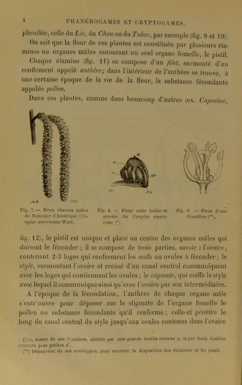phrodile, celle du du Chou ou ù.w par exemple (fig. 9 el 10) On sait que la fleur de ces plantes est constituée par plusieurs éta- mines ou organes mâles entourant un seul organe femelle, le pistil. Chaque étamine (fig. 11) se compose d’un filet, surmonté d’un renflement appelé anthère; dans l’intérieur de l’anthère se trouve à une certaine époque de la vie de la fleur, la substance fécondante appelée pollen. Dans ces plantes, comme dans beaucoup d’autres (ex. Capucine, fig. 12), le pistil est unique et placé au centre des organes mâles qui doivent le féconder ; il se compose de trois parties, savoir : Vovaire, contenant 2-3 loges qui renferment les œufs ou ovules h féconder; le .stple, surmontant l’ovaire et creu.sé d’un canal central communiquant avec les loges qui contiennent les ovules; le stigmate, qui coiffe le style avec lequel il communique ainsi qu’avec l’ovaire par son intermédiaire. A l’époque de la fécondation, ranlhère de chaque organe mâle s’entr’ouvre pour déposer sur le stigmate de l’organe femelle le pollen ou substance fécondante qu’il renferme; celle-ci pénètre le long du canal central du style jusqu’aux ovules contenus dans l’ovaire (*) e, masse de ses étamines, abritée par une grande écaille externe a, et par deux écailles internes pius petites a'. (*“J Dépourvue de ses enveloppes, pour nionirer la disposition des étamines et du pistil. Fig. 7.— Deux cbatons mâles de Noisetier d'Amérique [Co- rylus americana Walt). Fig. 8. — Fleur mâle isolée et Fig. 9. — Fleur d’une grossie du Corylus ameri- Crucifère (**). cnna (*).