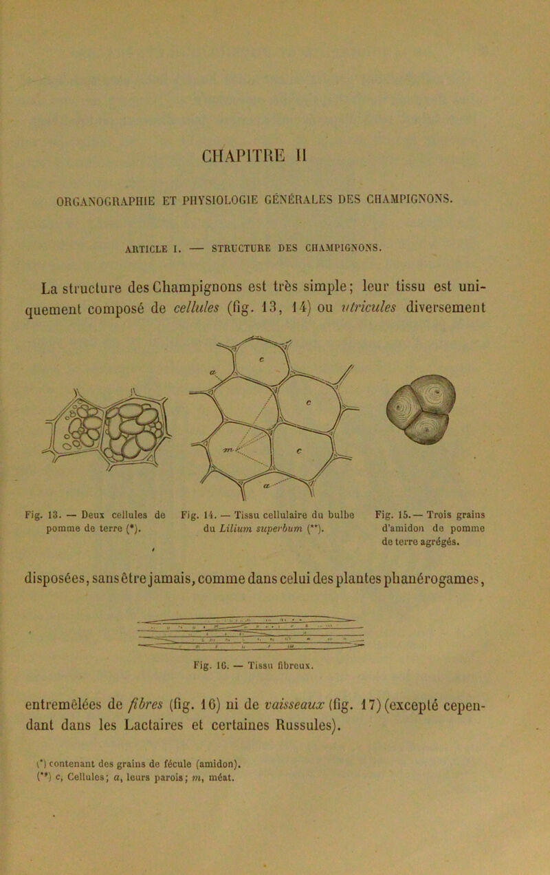 CHAPITRE II ORGANOGR.\PHIE ET PHYSIOLOGIE GÉNÉRALES DES CHAMPIGNONS. ARTICLE I. — STRUCTURE DES CHAMPIGNONS. La structure des Champignons est très simple; leur tissu est uni- quement composé de cellules (fig. 13, 14) ou vtricules diversement Fig. 13. — Deux cellules de Fig. 14. — Tissu cellulaire du bulbe pomme de terre (•). du Lilium superbum (“). Fig. 15.— Trois grains d’amidon de pomme do terre agrégés. disposées, sans être jamais, comme dans celui des plantes phanérogames, Fig. IG. — Tissu fibreux. entremêlées de fibres (fig. 16) ni de vaisseaux 17) (excepté cepen- dant dans les Lactaires et certaines Russules). l*) contenant des grains de fécule (amidon). {'*) c, Cellules; a, leurs parois; m, méat.