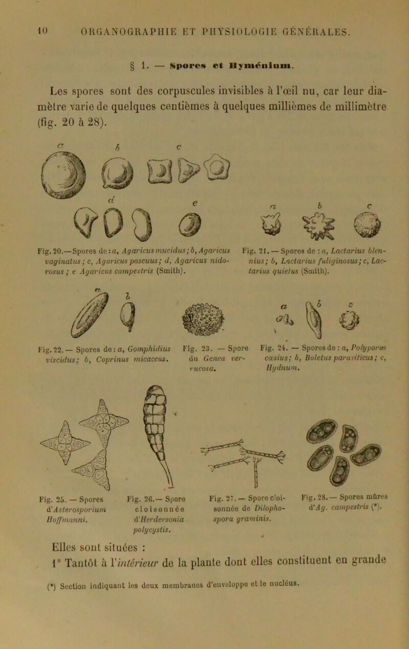 § 1- SporcM et Hyménium. Les spores sont des corpuscules invisibles à l’œil nu, car leur dia- mètre varie de quelques centièmes à quelques millièmes de millimètre (fig. 20 à 28). n Fig.20.— Spores de:a, Agaricnsmucidus;b,Agaricu3 Fig. 21. — Spores de :a, Ladarius blen- vaginatus ; c, Aguricus pascuus; d, Agaricus nido- rosus ; e Agaricus campestris (Smith). nius; b, Ladarius fuliginosus;c, Lac- tarius quietus (Smith). Fig. 22. — Spores de : a, Gomphidhis Fig. 23. — Spore Fig. 24. — Spores de : a, Polyponts m m m « • * . y - A A A • « A • F) ^ / A / • J A « A • viscidus; b, Coprinus micaceus. du Genea ver- rucosa. cœsius; b, Boletus parasiticus; c, Uyd7ium. Fig. 25. — Spores à'Asterosporium Uoffmanni. Fig. 26.— Spore cloisonnée d'IIerdersonia polycyslis. sonnée de Dilopho- spora gi'aminis. b i i Fig. 28.— Spores mûres d’.4ÿ. campestris (•). Elles sont situées : 1° Tantôt ù Vinlérieiir de la plante dont elles constituent en grande (•) Section indiquant les deux membranes d’enveloppe elle nucléus.