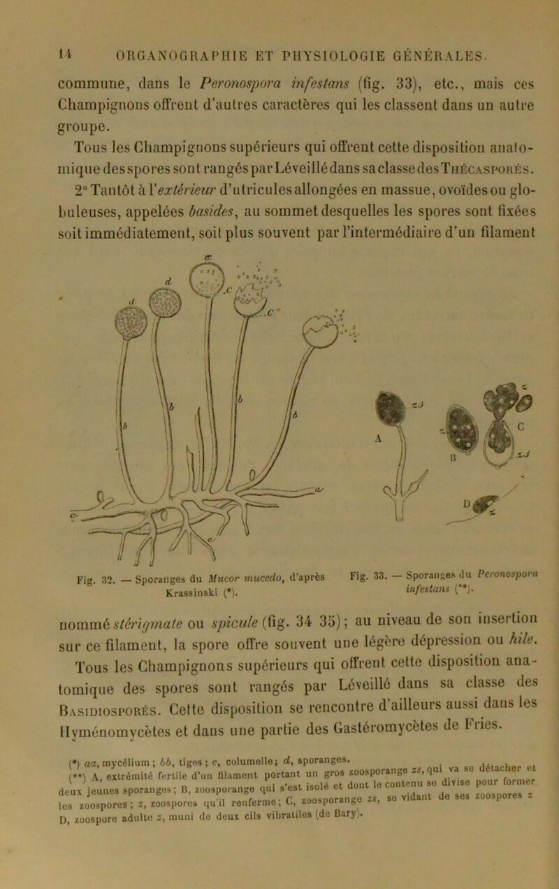 commune, dans le Pei'onospora infestans (fig. 33), etc., mais ces Champignons offrent d’autres caractères qui les classent dans un autre groupe. Tous les Champignons supérieurs qui offrent cette disposition anato- mique des spores sont rangés par LéveillédanssaclassedesTiiÉCASPORÉs. 2“ Tantôt à \extérieur d’utriculesallongées en massue, ovoïdesou glo- buleuses, appelées basides, au sommet desquelles les spores sont fixées soit immédiatement, soit plus souvent par l’intermédiaire d’un filament Fig. 32. - Sporanges du Mucor mucedo. d’après Fig. 33. - Sporanges du Peronospora Krassinski {*). infestaiu { *). uouwat stéi'igmate ou spiculé 34 35); au niveau de son insertion sur ce filament, la spore offre souvent une légère dépression ou hile. Tous les Champignons supérieurs qui olirent celte disposition ana- tomique des spores sont rangés par Léveillé dans sa classe des Bâsidiosporés. Cette disposition se rencontre d’ailleurs aussi dans les llyménomycètes et dans une partie des Gastéromycètes de Plies. (•) aa, mycélium ; 66, tigos; c, columelle; d, sporanges. {**) A, extrémité fertile d’un filament portant un gros zoosporange qui va deux jeunes sporanges; ü, zoosporange qui s’est isolé et dont le contenu se divise pour former ueux jeunes spu 6 1. e e ~s so vidaiit de ses zoospores 5 les zoospores; s, zoosporos qu il renferme, C, zoosporange -s, D, zoospore adulte z, muni do deux cils vibratiles (de Bary).