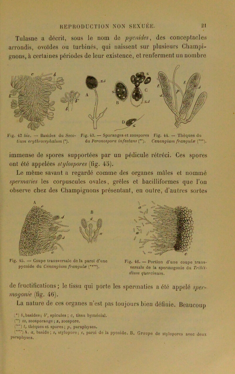 ïulasne a décrit, sous le nom de pi/cnû/es, des conceptaoles arrondis, ovoïdes ou turbinés, qui naissent sur plusieurs Champi- gnons, à certaines périodes de leur existence, et renferment un nombre Fig. 42 bis. — Basides du Seco- Fig. 43. — Sporanges et zoospores Fig. 44. — Thèques du lium erythrocephalum (*). du Peronospora infestans Cenangium frangulæ immense de spores supportées par un pédicule rétréci. Ces spores ont été appelées stylospores (fig. 4o). Le même savant a regardé comme des organes mâles et nommé spermaties les corpuscules ovales, grêles et bacilliformes que l’on observe chez des Champignons présentant, en outre, d’autres sortes Fig. 45. — Coupe transversale de la paroi d’une pycnide du Cenangium frangulæ (****). Fig. 46. — Portion d'une coupe trans- versale de la spermogonie du Tribli- dium quercinum. de fructifications; le tissu qui porte les spermaties a été appelé sper- mogonie (fig. 46). La nature de ces organes n’est pas toujours bien définie. Beaucoup {*) 6,basides; b', spiculés; c, tissu byménial. [') zs, zoosporaiige ; z, zoospore. i“') t, tliëqueset spores; p, paraphyses. (•**■•) A. a, baside; s, stylopore; c, paroi do la pycnide. B. Groupe de stylopores avec deu.v paraphyses.