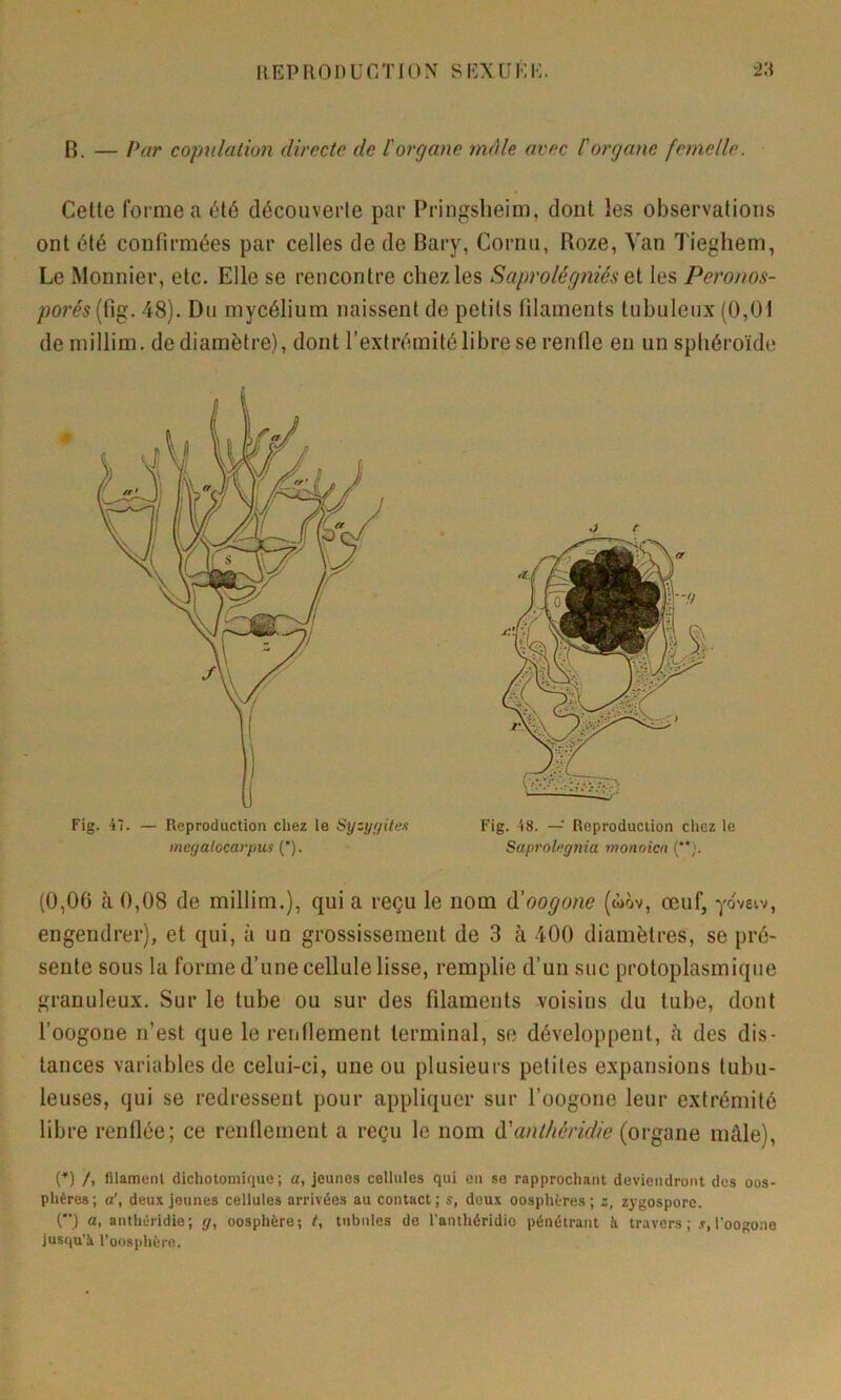 U EP R 01) U G T10 N S EX U E !•;. “23 B. — Par copnlalion directe de l'organe mâle avec l'organe femelle. Celle forme a élé découverte par Pringsheim, dont les observations ont été confirmées par celles de de Bary, Cornu, Roze, Van Tieghem, Le Monnier, etc. Elle se rencontre chez les Saprolégniés les Peronos- porés[W^. 48). Du mycélium naissent de petits filaments tubuleux (0,0i de millim. de diamètre), dont l’extrémité libre se renfle en un sphéroïde .♦ Fig. 47. — Reproduction chez le Syzygüe.i megalocarpus (*). Fig. 48. — Reproduction chez le Saprolngnia monoicn (**}. (0,06 à 0,08 de millim.), qui a reçu le nom à'oogone (wov, œuf, yoveiv, engendrer), et qui, à un grossissement de 3 à 400 diamètres, se pré- sente sous la forme d’une cellule lisse, remplie d’un suc protoplasmique granuleux. Sur le tube ou sur des filaments voisins du tube, dont l’oogone n’est que le renflement terminal, se développent, à des dis- tances variables de celui-ci, une ou plusieurs petites expansions tubu- leuses, qui se redressent pour appliquer sur l’oogone leur extrémité libre renflée; ce renflement a reçu le nom (['anthéridie (organe mâle), (*) /, filament dichotomique; a, jeunes cellules qui eu se rapprochant deviendront dos oos- phères; a', deux jeunes cellules arrivées au contact; s, deux oosphères; z, zygospore. ('■) a, anthèridie; g, oosphère; t, tnbnlcs de l’anthéridio pénétrant à travers; l’oogone jusqu’à l’oosphère.