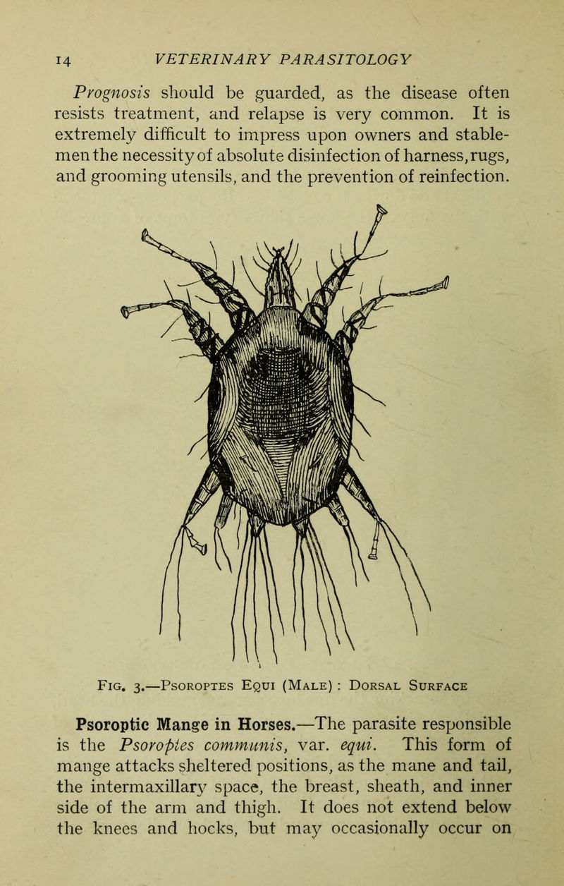 Prognosis should be guarded, as the disease often resists treatment, and relapse is very common. It is extremely difficult to impress upon owners and stable- men the necessity of absolute disinfection of harness, rugs, and grooming utensils, and the prevention of reinfection. Fig. 3.—Psoroptes Equi (Male) : Dorsal Surface Psoroptic Mange in Horses.—The parasite responsible is the Psoroptes communis, var. equi. This form of mange attacks sheltered positions, as the mane and tail, the intermaxillary space, the breast, sheath, and inner side of the arm and thigh. It does not extend below the knees and hocks, but may occasionally occur on