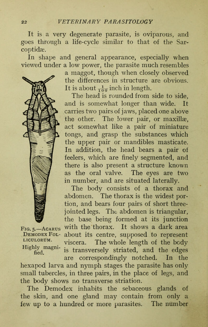 It is a very degenerate parasite, is oviparous, and goes through a life-cycle similar to that of the Sar- coptida,1. In shape and general appearance, especially when viewred under a low power, the parasite much resembles a maggot, though wdien closely observed the differences in structure are obvious. It is about inch in length. The head is rounded from side to side, and is somewhat longer than wide. It carries two pairs of jaws, placed one above the other. The lower pair, or maxillae, act somewhat like a pair of miniature tongs, and grasp the substances which the upper pair or mandibles masticate. In addition, the head bears a pair of feelers, which are finely segmented, and there is also present a structure known as the oral valve. The eyes are two in number, and are situated laterally. The body consists of a thorax and abdomen. The thorax is the widest por- tion, and bears four pairs of short three- jointed legs. The abdomen is triangular, the base being formed at its junction with the thorax. It shows a dark area DemodexFol- about its centre, supposed to represent LicuLORUM. viscera. The whole length of the body Hlghfiedmagm' transversely striated, and the edges are correspondingly notched. In the hexapod larva and nymph stages the parasite has only small tubercles, in three pairs, in the place of legs, and the body shows no transverse striation. The Demodex inhabits the sebaceous glands of the skin, and one gland may contain from only a few up to a hundred or more parasites. The number