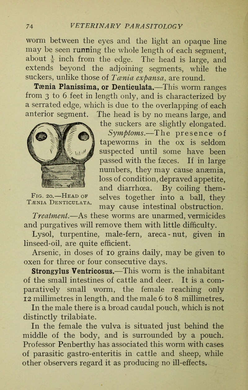 worm between the eyes and the light an opaque line may be seen running the whole length of each segment, about •§■ inch from the edge. The head is large, and extends beyond the adjoining segments, while the suckers, unlike those of Tcenia expansa, are round. Tsenia Planissima, or Denticulata.—This worm ranges from 3 to 6 feet in length only, and is characterized by a serrated edge, which is due to the overlapping of each anterior segment. The head is by no means large, and the suckers are slightly elongated. Symptoms.—The presence of tapeworms in the ox is seldom suspected until some have been passed with the faeces. If in large numbers, they may cause anaemia, loss of condition, depraved appetite, and diarrhoea. By coiling them- Fig. 2a—Head of selves together into a ball, they Taenia Denticulata. ° . , .. , , , ,. J may cause intestinal obstruction. Treatment.—As these worms are unarmed, vermicides and purgatives will remove them with little difficulty. Lysol, turpentine, male-fern, areca - nut, given in linseed-oil, are quite efficient. Arsenic, in doses of io grains daily, may be given to oxen for three or four consecutive days. Strongylus Ventricosus.—This worm is the inhabitant of the small intestines of cattle and deer. It is a com- paratively small worm, the female reaching only 12 millimetres in length, and the male 6 to 8 millimetres. In the male there is a broad caudal pouch, which is not distinctly trilabiate. In the female the vulva is situated just behind the middle of the body, and is surrounded by a pouch. Professor Penberthy has associated this worm with cases of parasitic gastro-enteritis in cattle and sheep, while other observers regard it as producing no ill-effects.