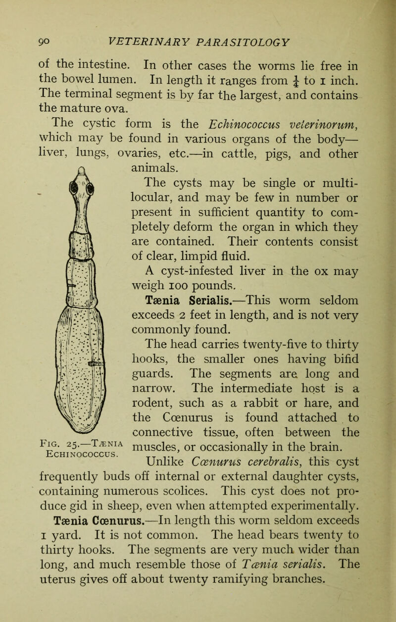 of the intestine. In other cases the worms lie free in the bowel lumen. In length it ranges from J to i inch. The terminal segment is by far the largest, and contains the mature ova. The cystic form is the Echinococcus veierinorum, which may be found in various organs of the body— liver, lungs, ovaries, etc.—in cattle, pigs, and other animals. The cysts may be single or multi- locular, and may be few in number or present in sufficient quantity to com- pletely deform the organ in which they are contained. Their contents consist of clear, limpid fluid. A cyst-infested liver in the ox may weigh ioo pounds. Taenia Serialis.—This worm seldom exceeds 2 feet in length, and is not very commonly found. The head carries twenty-five to thirty hooks, the smaller ones having bifid guards. The segments are long and narrow. The intermediate host is a rodent, such as a rabbit or hare, and the Coenurus is found attached to connective tissue, often between the muscles, or occasionally in the brain. Unlike Coenurus cerebralis, this cyst frequently buds off internal or external daughter cysts, containing numerous scolices. This cyst does not pro- duce gid in sheep, even when attempted experimentally. Taenia Coenurus.—In length this worm seldom exceeds 1 yard. It is not common. The head bears twenty to thirty hooks. The segments are very much wider than long, and much resemble those of Tania serialis. The uterus gives off about twenty ramifying branches. Fig. 25.—T^nia Echinococcus.