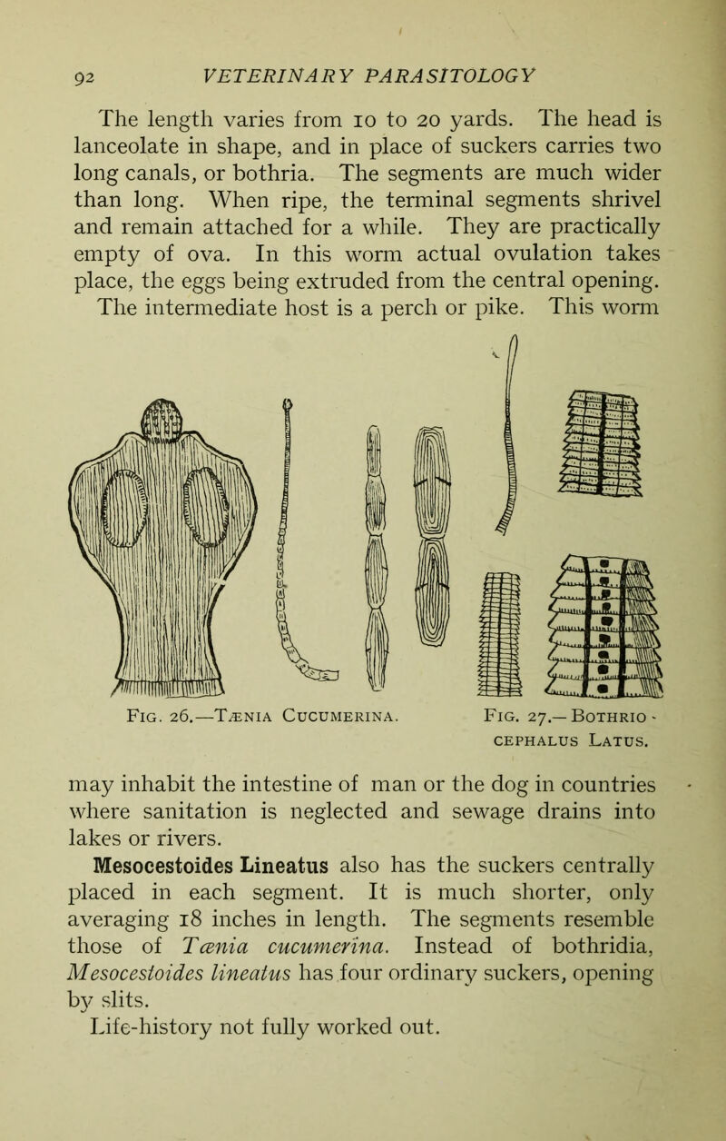 The length varies from io to 20 yards. The head is lanceolate in shape, and in place of suckers carries two long canals, or bothria. The segments are much wider than long. When ripe, the terminal segments shrivel and remain attached for a while. They are practically empty of ova. In this worm actual ovulation takes place, the eggs being extruded from the central opening. The intermediate host is a perch or pike. This worm Fig. 26.—Taenia Cucumerina. Fig. 27.—Bothrio- CEPHALUS LATUS. may inhabit the intestine of man or the dog in countries where sanitation is neglected and sewage drains into lakes or rivers. Mesocestoides Lineatus also has the suckers centrally placed in each segment. It is much shorter, only averaging 18 inches in length. The segments resemble those of Tania cucumerina. Instead of bothridia, Mesocestoides lineatus has four ordinary suckers, opening by slits. Life-history not fully worked out.