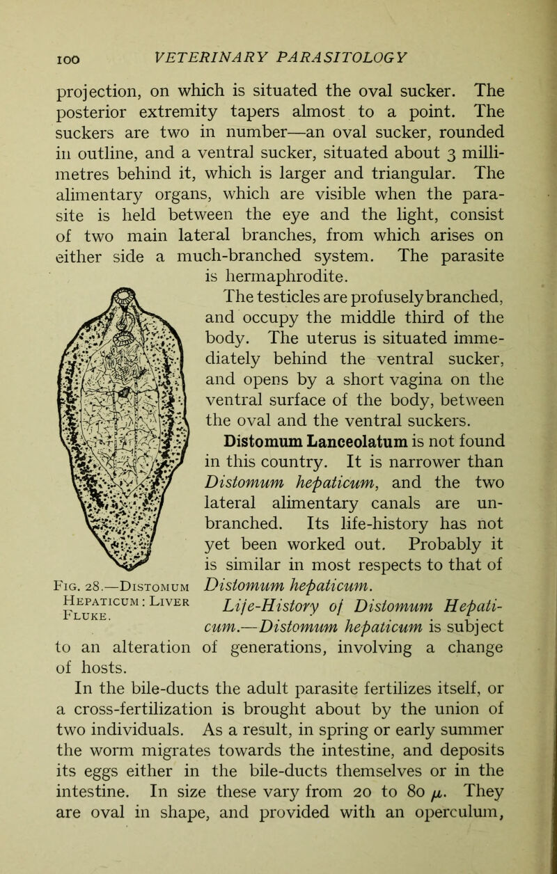 projection, on which is situated the oval sucker. The posterior extremity tapers almost to a point. The suckers are two in number—an oval sucker, rounded in outline, and a ventral sucker, situated about 3 milli- metres behind it, which is larger and triangular. The alimentary organs, which are visible when the para- site is held between the eye and the light, consist of two main lateral branches, from which arises on either side a much-branched system. The parasite is hermaphrodite. The testicles are profusely branched, and occupy the middle third of the body. The uterus is situated imme- diately behind the ventral sucker, and opens by a short vagina on the ventral surface of the body, between the oval and the ventral suckers. Distomum Lanceolatum is not found in this country. It is narrower than Distomum hepaticum, and the two lateral alimentary canals are un- branched. Its life-history has not yet been worked out. Probably it is similar in most respects to that of Distomum hepaticum. Lije-History of Distomum Hepati- cum.—Distomum hepaticum is subject of generations, involving a change In the bile-ducts the adult parasite fertilizes itself, or a cross-fertilization is brought about by the union of two individuals. As a result, in spring or early summer the worm migrates towards the intestine, and deposits its eggs either in the bile-ducts themselves or in the intestine. In size these vary from 20 to 80 /i. They are oval in shape, and provided with an operculum, Fig. 28.—Distomum Hepaticum : Liver Fluke. to an alteration