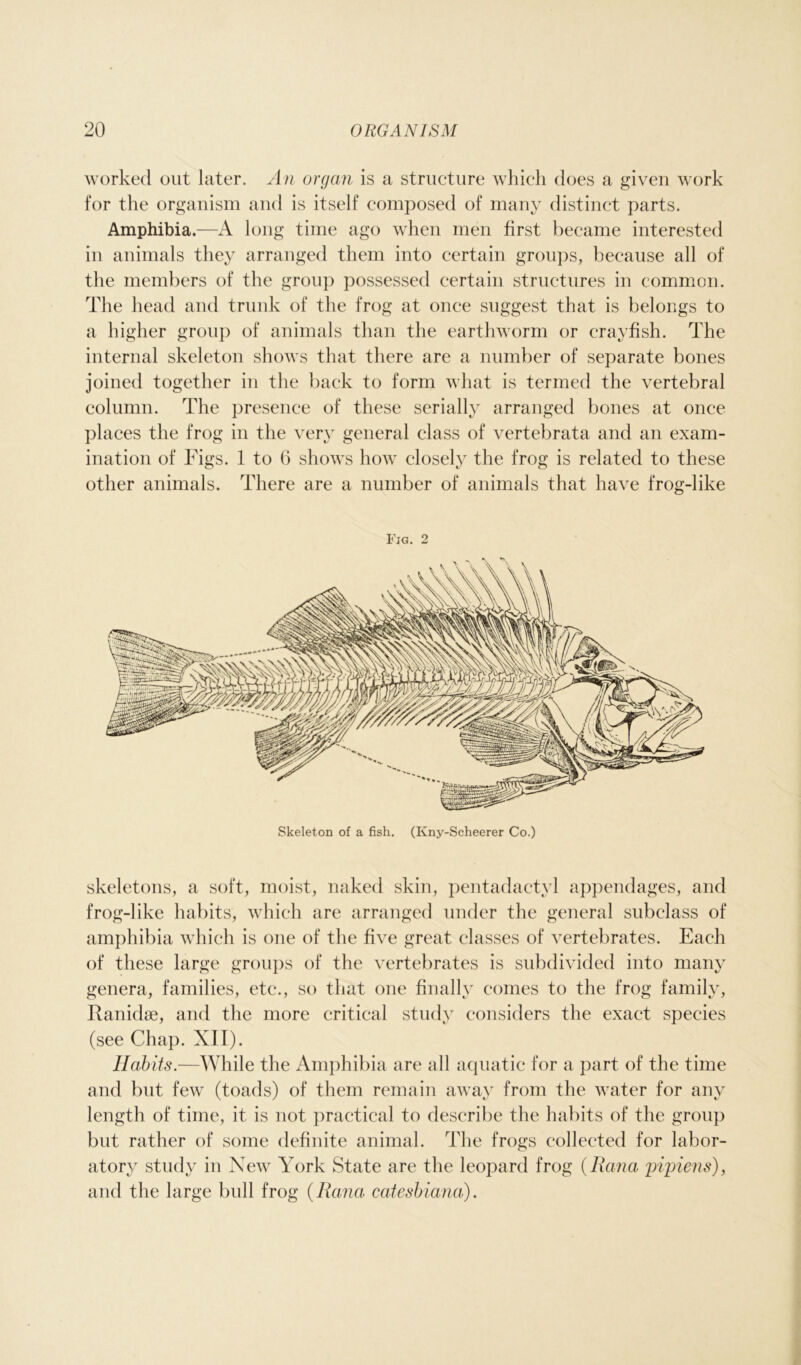 worked out later. An organ is a structure which does a given work for the organism and is itself composed of many distinct parts. Amphibia.—A long time ago when men first became interested in animals they arranged them into certain groups, because all of the members of the group possessed certain structures in common. The head and trunk of the frog at once suggest that is belongs to a higher group of animals than the earthworm or crayfish. The internal skeleton shows that there are a number of separate bones joined together in the back to form what is termed the vertebral column. The presence of these serially arranged bones at once places the frog in the very general class of vertebrata and an exam- ination of Figs. 1 to 6 shows how closely the frog is related to these other animals. There are a number of animals that have frog-like Fig. 2 Skeleton of a fish. (Kny-Scheerer Co.) skeletons, a soft, moist, naked skin, pentadactyl appendages, and frog-like habits, which are arranged under the general subclass of amphibia which is one of the five great classes of vertebrates. Each of these large groups of the vertebrates is subdivided into many genera, families, etc., so that one finally comes to the frog family, Ranidse, and the more critical study considers the exact species (see Chap. XII). Habits.—While the Amphibia are all aquatic for a part of the time and but few (toads) of them remain away from the water for any length of time, it is not practical to describe the habits of the group but rather of some definite animal. The frogs collected for labor- atory study in New York State are the leopard frog (Rana pipiens), and the large bull frog (Rana catesbiana).