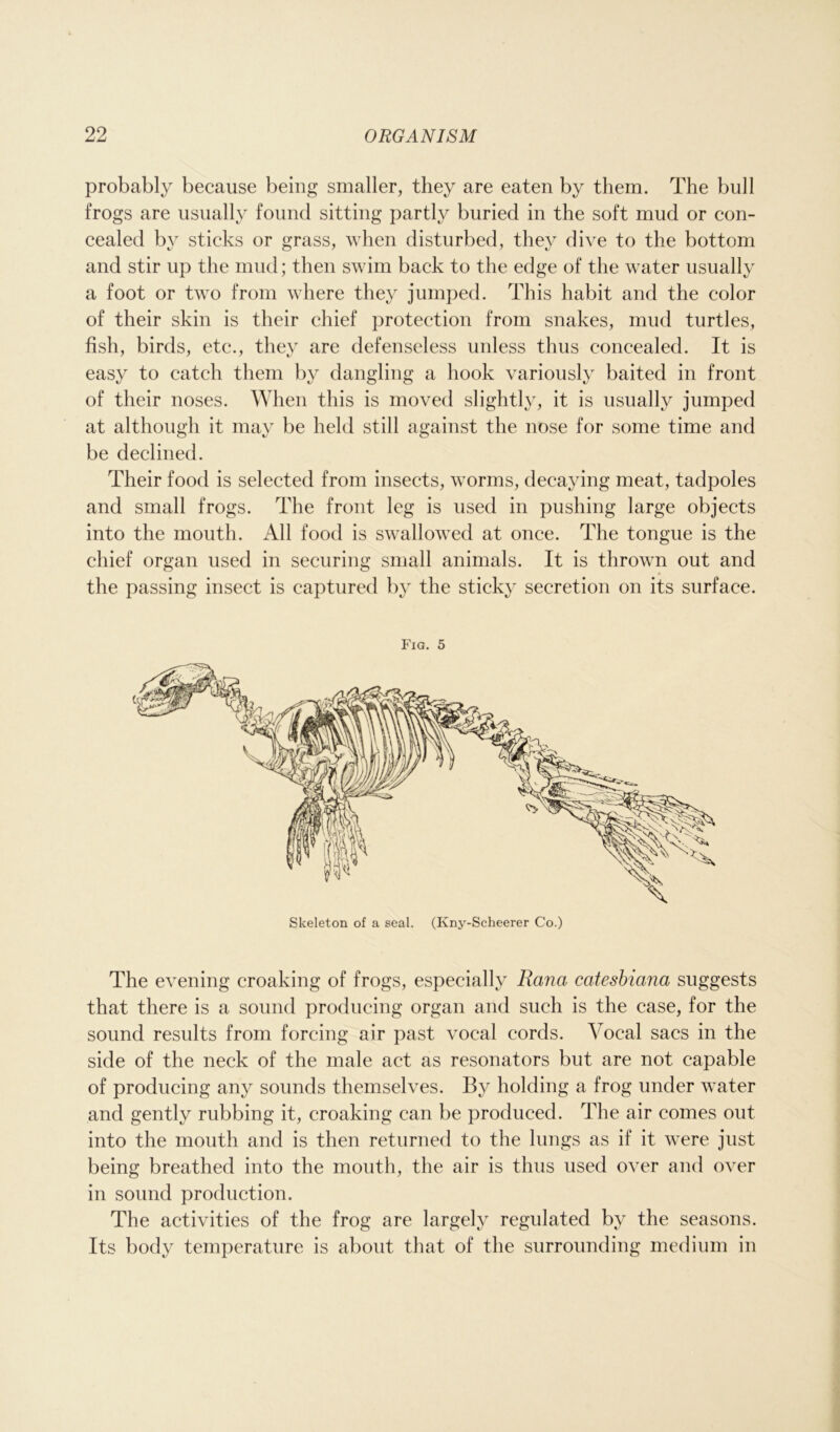 probably because being smaller, they are eaten by them. The bull frogs are usually found sitting partly buried in the soft mud or con- cealed by sticks or grass, when disturbed, they dive to the bottom and stir up the mud; then swim back to the edge of the water usually a foot or two from where they jumped. This habit and the color of their skin is their chief protection from snakes, mud turtles, fish, birds, etc., they are defenseless unless thus concealed. It is easy to catch them by dangling a hook variously baited in front of their noses. When this is moved slightly, it is usually jumped at although it may be held still against the nose for some time and be declined. Their food is selected from insects, worms, decaying meat, tadpoles and small frogs. The front leg is used in pushing large objects into the mouth. All food is swallowed at once. The tongue is the chief organ used in securing small animals. It is thrown out and the passing insect is captured by the sticky secretion on its surface. Fig. 5 Skeleton of a seal. (Kny-Scheerer Co.) The evening croaking of frogs, especially Rana catesbiana suggests that there is a sound producing organ and such is the case, for the sound results from forcing air past vocal cords. Vocal sacs in the side of the neck of the male act as resonators but are not capable of producing any sounds themselves. By holding a frog under water and gently rubbing it, croaking can be produced. The air comes out into the mouth and is then returned to the lungs as if it were just being breathed into the mouth, the air is thus used over and over in sound production. The activities of the frog are largely regulated by the seasons. Its body temperature is about that of the surrounding medium in
