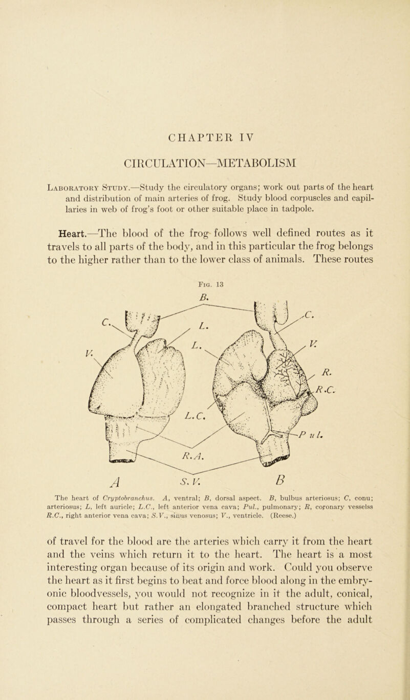 CIRCULATION—METABOLISM Laboratory Study.—Study the circulatory organs; work out parts of the heart and distribution of main arteries of frog. Study blood corpuscles and capil- laries in web of frog’s foot or other suitable place in tadpole. Heart.—The blood of the frog follows well defined routes as it travels to all parts of the body, and in this particular the frog belongs to the higher rather than to the lower class of animals. These routes Fig. 13 The heart of Cryptobranchus. A, ventral; B, dorsal aspect. B, bulbus arteriosus; C, conu; arteriosus; L, left auricle; L.C., left anterior vena cava; Pul., pulmonary; R, coronary vesselss R.C., right anterior vena cava; S. V., sinus venosus; V., ventricle. (Reese.) of travel for the blood are the arteries which carry it from the heart and the veins which return it to the heart. The heart is a most interesting organ because of its origin and work. Could you observe the heart as it first begins to beat and force blood along in the embry- onic bloodvessels, you would not recognize in it the adult, conical, compact heart but rather an elongated branched structure which passes through a series of complicated changes before the adult