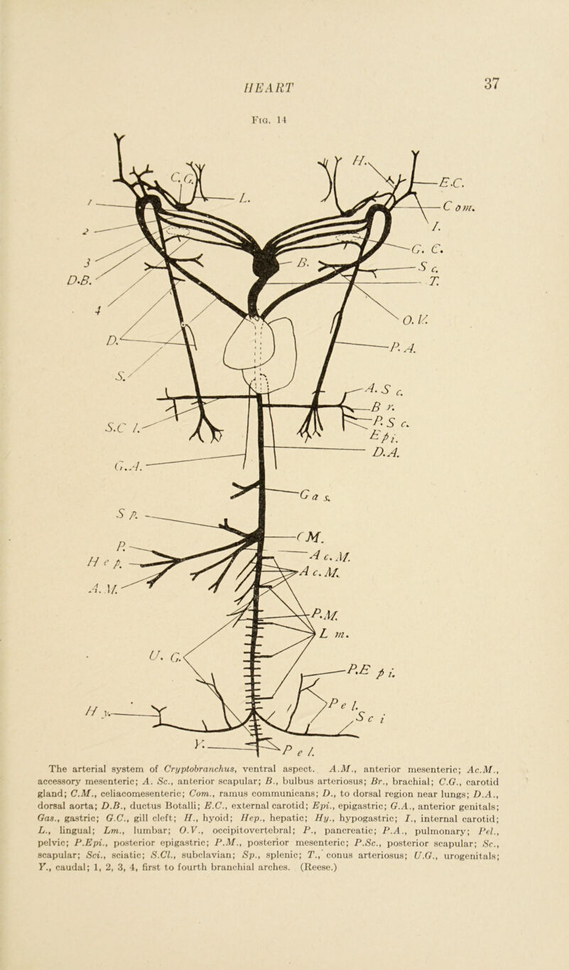 HEART Fig. 14 The arterial system of Cryptobranchus, ventral aspect. A.M., anterior mesenteric; Ac.M accessory mesenteric; A. Sc., anterior scapular; B., bulbus arteriosus; Br., brachial; C.G., carotid gland; C.M., celiacomesenteric; Corn., ramus communicans; D., to dorsal region near lungs; D.A., dorsal aorta; D.B., ductus Botalli; E.C., external carotid; Epi., epigastric; G.A., anterior genitals; Gas., gastric; G.C., gill cleft; H., hyoid; Hep., hepatic; Hy., hypogastric; I., internal carotid; L., lingual; Lm., lumbar; O.V., occipitovertebral; P., pancreatic; P.A., pulmonary; Pel., pelvic; P.Epi., posterior epigastric; P.M., posterior mesenteric; P.Sc., posterior scapular; Sc., scapular; Sci., sciatic; S.Cl., subclavian; Sp., splenic; T., conus arteriosus; U.G., urogenitals; Y., caudal; 1, 2, 3, 4, first to fourth branchial arches. (Reese.)