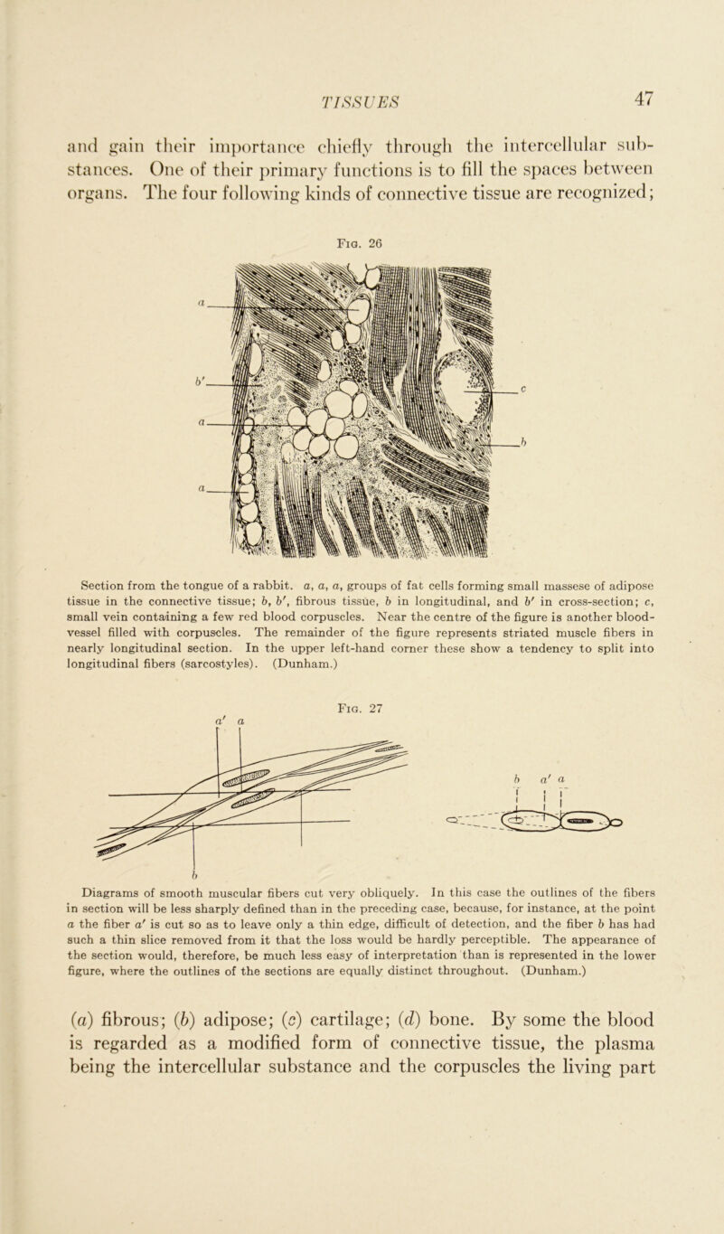 and gain their importance chiefly through the intercellular sub- stances. One of their primary functions is to fill the spaces between organs. The four following kinds of connective tissue are recognized; Fia. 26 Section from the tongue of a rabbit, a, a, a, groups of fat cells forming small massese of adipose tissue in the connective tissue; b, b', fibrous tissue, b in longitudinal, and b' in cross-section; c, small vein containing a few red blood corpuscles. Near the centre of the figure is another blood- vessel filled with corpuscles. The remainder of the figure represents striated muscle fibers in nearly longitudinal section. In the upper left-hand corner these show a tendency to split into longitudinal fibers (sarcostyles). (Dunham.) Fig. 27 a' a Diagrams of smooth muscular fibers cut very obliquely. In this case the outlines of the fibers in section will be less sharply defined than in the preceding case, because, for instance, at the point a the fiber a' is cut so as to leave only a thin edge, difficult of detection, and the fiber b has had such a thin slice removed from it that the loss would be hardly perceptible. The appearance of the section would, therefore, be much less easy of interpretation than is represented in the lower figure, where the outlines of the sections are equally distinct throughout. (Dunham.) (a) fibrous; (b) adipose; (c) cartilage; (d) bone. By some the blood is regarded as a modified form of connective tissue, the plasma being the intercellular substance and the corpuscles the living part