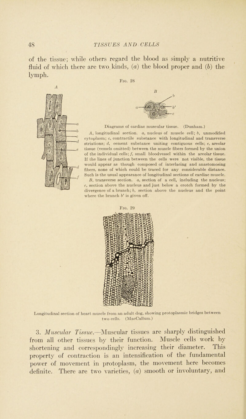 of the tissue; while others regard the blood as simply a nutritive fluid of which there are two. kinds, (a) the blood proper and (b) the lymph. Fig. 28 A B b Diagrams of cardiac muscular tissue. (Dunham.) A, longitudinal section, a, nucleus of muscle cell; b, unmodified cytoplasm; c, contractile substance with longitudinal and transverse striations; d, cement substance uniting contiguous cells; e, areolar tissue (vessels omitted) between the muscle fibers formed by the union of the individual cells; /, small bloodvessel within the areolar tissue. If the lines of junction between the cells were not visible, the tissue would appear as though composed of interlacing and anastomosing fibers, none of which could be traced for any considerable distance. Such is the usual appearance of longitudinal sections of cardiac muscle. B, transverse section, a, section of a cell, including the nucleus; c, section above the nucleus and just below a crotch formed by the divergence of a branch; b, section above the nucleus and the point where the branch b' is given off. Fig. 29 Longitudinal section of heart muscle from an adult dog, showing protoplasmic bridges between two cells. (MacCallum.) 3. Muscular Tissue.—Muscular tissues are sharply distinguished from all other tissues by their function. Muscle cells work by shortening and correspondingly increasing their diameter. This property of contraction is an intensification of the fundamental power of movement in protoplasm, the movement here becomes definite. There are two varieties, (a) smooth or involuntary, and