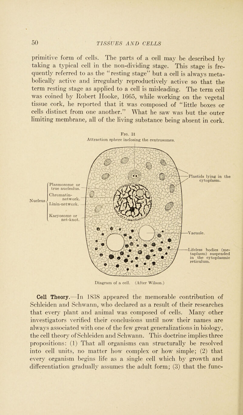 primitive form of cells. The parts of a cell may be described by taking a typical cell in the non-dividing stage. This stage is fre- quently referred to as the “ resting stage” but a cell is always meta- bolically active and irregularly reproductively active so that the term resting stage as applied to a cell is misleading. The term cell was coined by Robert Hooke, 1665, while working on the vegetal tissue cork, he reported that it was composed of “little boxes or cells distinct from one another.” What he saw was but the outer limiting membrane, all of the living substance being absent in cork. Fig. 31 Attraction sphere inclosing the centrosomes. Nucleus Plasmosome or true nucleolus. Chromatin- network. Linin-network. Karyosome or net-knot. Plastids lying in the cytoplasm. Vacuole. Lifeless bodies (me- taplasm) suspended in the cytoplasmic reticulum. Diagram of a cell. (After Wilson.) Cell Theory.—In 1838 appeared the memorable contribution of Schleiden and Schwann, who declared as a result of their researches that every plant and animal was composed of cells. Many other investigators verified their conclusions until now their names are always associated with one of the few great generalizations in biology, the cell theory of Schleiden and Schwann. This doctrine implies three propositions: (1) That all organisms can structurally be resolved into cell units, no matter how complex or how simple; (2) that every organism begins life as a single cell which by growth and differentiation gradually assumes the adult form; (3) that the func-