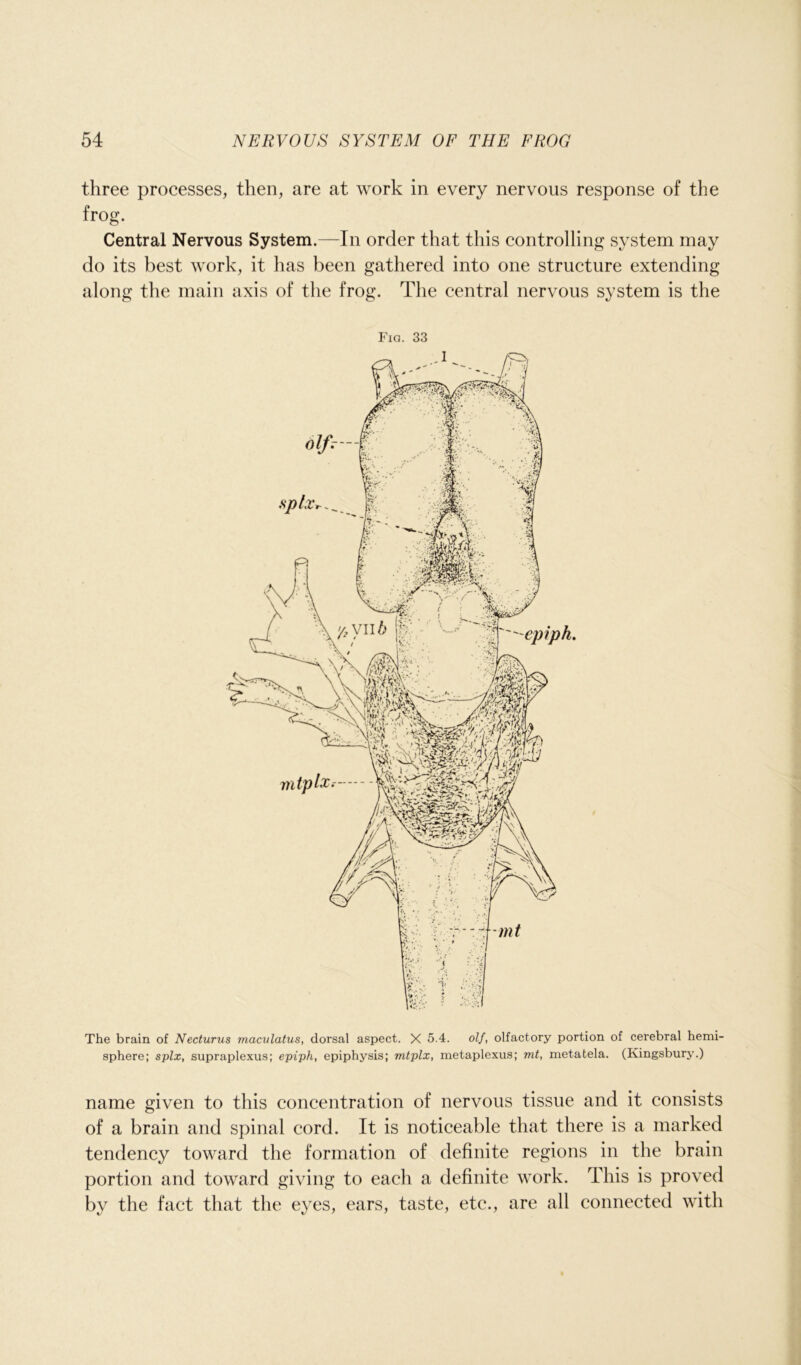 three processes, then, are at work in every nervous response of the frog. Central Nervous System.—In order that this controlling system may do its best work, it has been gathered into one structure extending along the main axis of the frog. The central nervous system is the Fig. 33 The brain of Necturus maculatus, dorsal aspect. X 5.4. olf, olfactory portion of cerebral hemi- sphere; splx, supraplexus; epiph, epiphysis; mtplx, metaplexus; mt, metatela. (Kingsbury.) name given to this concentration of nervous tissue and it consists of a brain and spinal cord. It is noticeable that there is a marked tendency toward the formation of definite regions in the brain portion and toward giving to each a definite work. This is proved by the fact that the eyes, ears, taste, etc., are all connected with