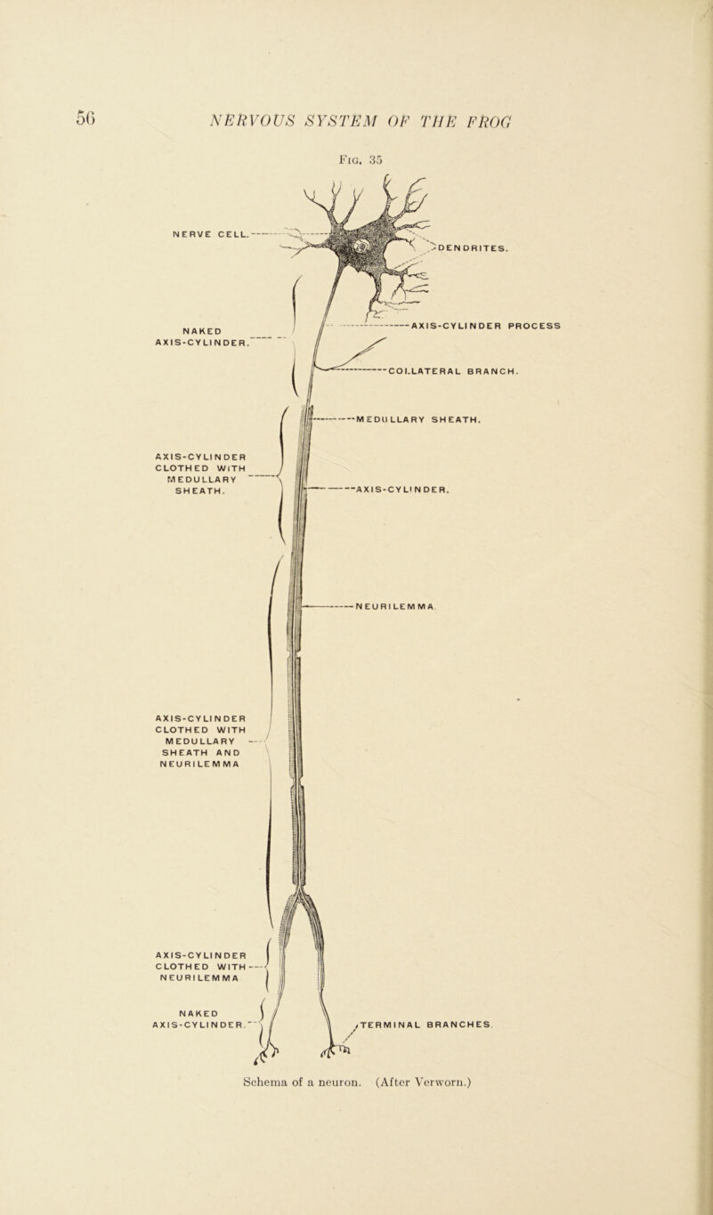 Fig. 35 NERVE CELL. NAKED AXIS-CYLINDER AXIS-CYLI N DER CLOTHED WITH MEDULLARY SHEATH. -•DENDRITES. AXIS-CYLINDER PROCESS -COLLATERAL BRANCH. MEDULLARY SHEATH. AXIS-CYLI N DER. ■NEURILEMMA AXIS-CYLI N DER CLOTHED WITH MEDULLARY SHEATH AND NEURILEMMA AXIS-CYLINDER CLOTHED WITH N EURI LEM MA NAKED AXIS-CYLI N DER. (TERMINAL BRANCHES Schema of a neuron. (After Verworn.)