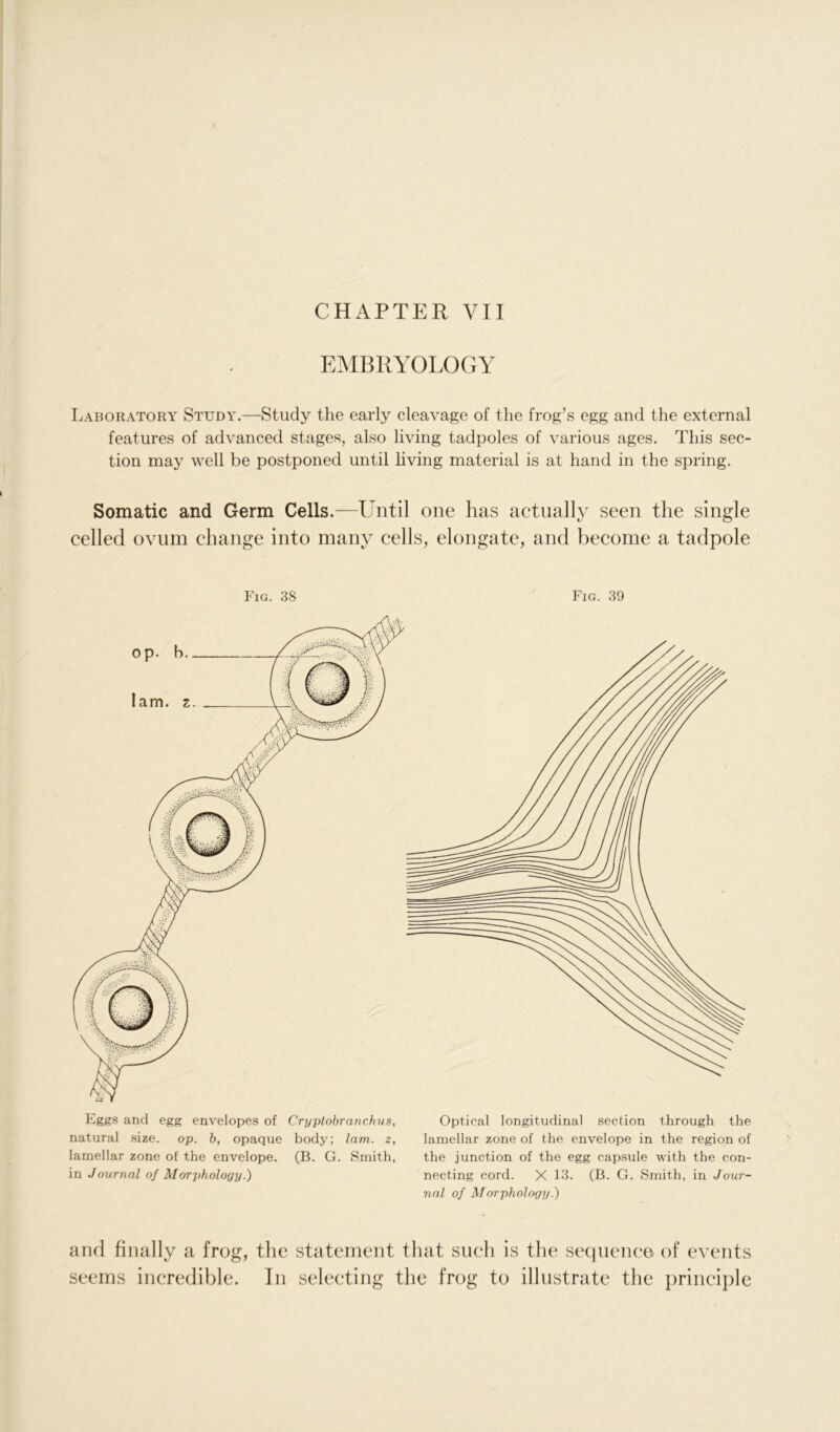 CHAPTER VII EMBRYOLOGY Laboratory Study.—Study the early cleavage of the frog’s egg and the external features of advanced stages, also living tadpoles of various ages. This sec- tion may well be postponed until living material is at hand in the spring. Somatic and Germ Cells.—Until one has actually seen the single celled ovum change into many cells, elongate, and become a tadpole Fig. 38 Fig. 39 Eggs and egg envelopes of Cryptobranchus, natural size. op. b, opaque body; lam. z, lamellar zone of the envelope. (B. G. Smith, in Journal of Morphology.) Optical longitudinal section through the lamellar zone of the envelope in the region of the junction of the egg capsule with the con- necting cord. X 13. (B. G. Smith, in Jour- nal of Morphology.) and finally a frog, the statement that such is the sequence of events seems incredible. In selecting the frog to illustrate the principle