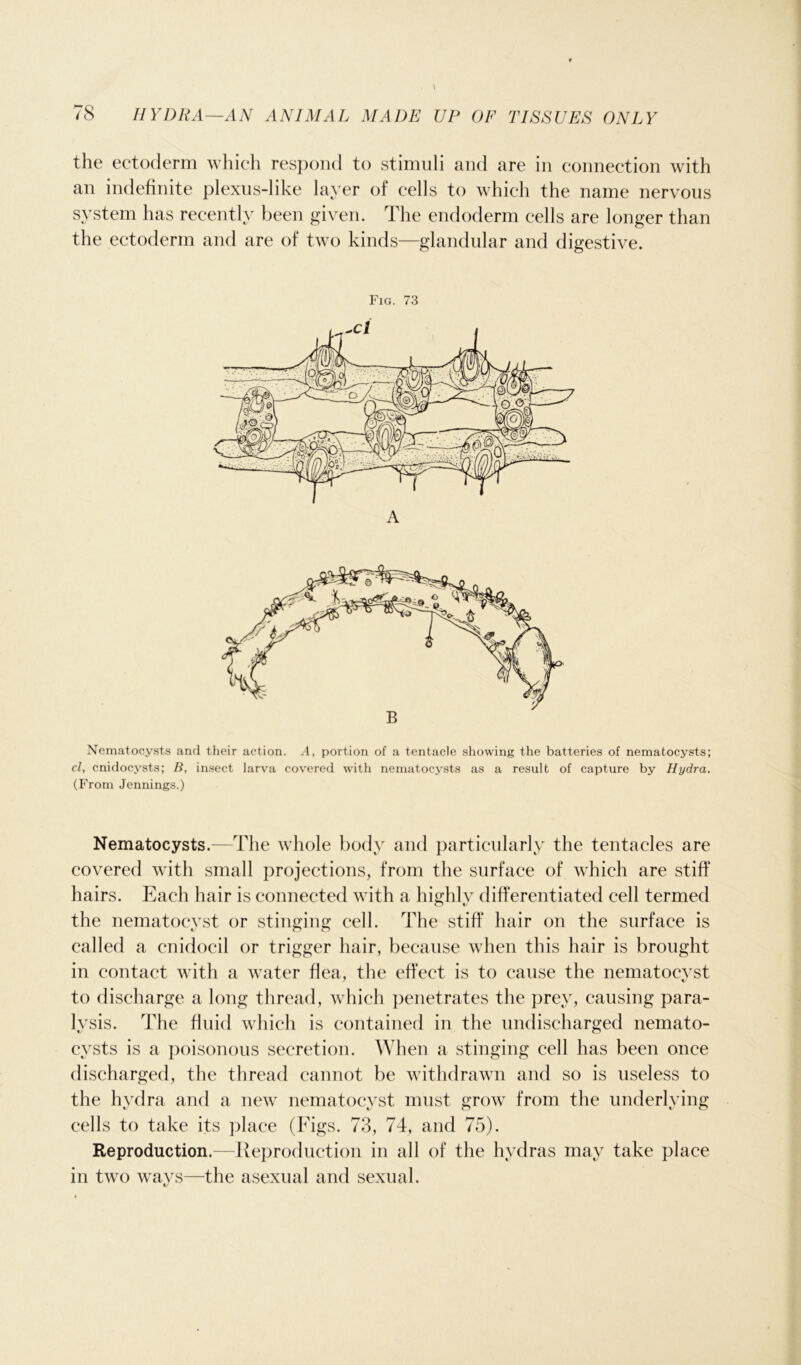 the ectoderm which respond to stimuli and are in connection with an indefinite plexus-like layer of cells to which the name nervous system has recently been given. The endoderm cells are longer than the ectoderm and are of two kinds—glandular and digestive. Fig. 73 A Nematocysts and their action. .4, portion of a tentacle showing the batteries of nematocysts; cl, cnidocysts; B, insect larva covered with nematocysts as a result of capture by Hydra. (From Jennings.) Nematocysts.—The whole body and particularly the tentacles are covered with small projections, from the surface of which are stiff hairs. Each hair is connected with a highly differentiated cell termed the nematocyst or stinging cell. The stiff hair on the surface is called a cnidocil or trigger hair, because when this hair is brought in contact with a water flea, the effect is to cause the nematocyst to discharge a long thread, which penetrates the prey, causing para- lysis. The fluid which is contained in the undischarged nemato- cysts is a poisonous secretion. When a stinging cell has been once discharged, the thread cannot be withdrawn and so is useless to the hydra and a new nematocyst must grow from the underlying cells to take its place (Figs. 73, 74, and 75). Reproduction.—Reproduction in all of the hydras may take place in two ways—the asexual and sexual.