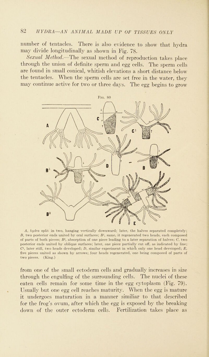 number of tentacles, there is also evidence to show that hydra may divide longitudinally as shown in Fig. 78. Sexual Method.—The sexual method of reproduction takes place through the union of definite sperm and egg cells. The sperm cells are found in small conical, whitish elevations a short distance below the tentacles. When the sperm cells are set free in the water, they may continue active for two or three days. The egg begins to grow Fig. 80 A, hydra split in two, hanging vertically downward; later, the halves separated completely; B, two posterior ends united by oral surfaces; B1, same, it regenerated two heads, each composed of parts of both pieces; B2, absorption of one piece leading to a later separation of halves; C, two posterior ends united by oblique surfaces; later, one piece partially cut off, as indicated by line; C1, later still, two heads developed; D, similar experiment in which only one head developed; E, five pieces united as shown by arrows; four heads regenerated, one being composed of parts of two pieces. (King.) from one of the small ectoderm cells and gradually increases in size through the engulfing of the surrounding cells. The nuclei of these eaten cells remain for some time in the egg cytoplasm (Fig. 79). Usually but one egg cell reaches maturity. When the egg is mature it undergoes maturation in a manner similiar to that described for the frog’s ovum, after which the egg is exposed by the breaking down of the outer ectoderm cells. Fertilization takes place as