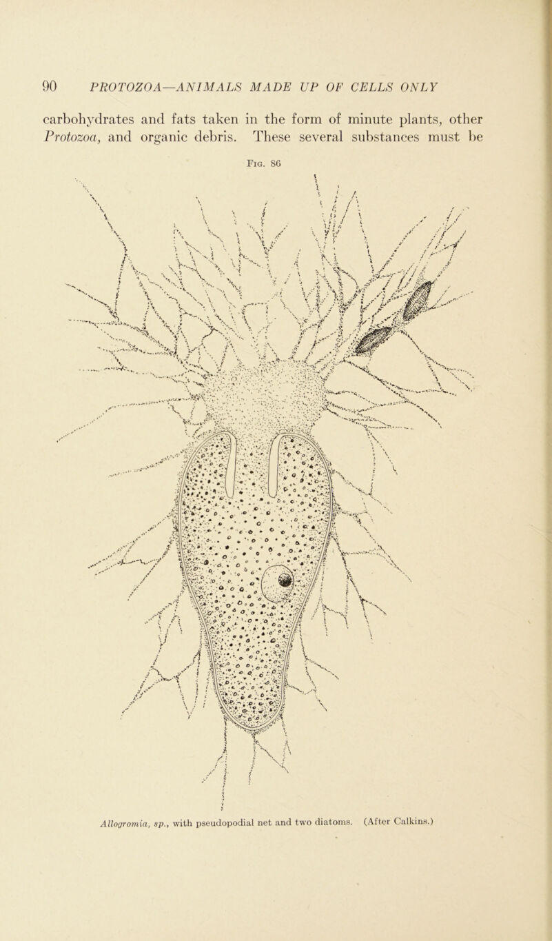 Allogromia, sp., with pseudopodial net and two diatoms. (After Calkins.) carbohydrates and fats taken in the form of minute plants, other Protozoa, and organic debris. These several substances must be Fig. 86