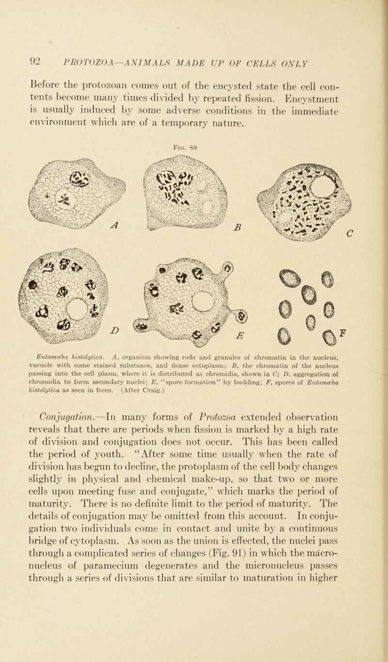 Before the protozoan comes out of the encysted state the cell con- tents become many times divided by repeated fission. Encystment is usually induced by some adverse conditions in the immediate environment which are of a temporary nature. Fig. 89 Entamoeba histolytica. A, organism showing rods and granules of chromatin in the nucleus, vacuole with some stained substance, and dense ectoplasm; B, the chromatin of the nucleus passing into the cell plasm, where it is distributed as chromidia, shown in C; D, aggregation of chromidia to form secondary nuclei; E, “spore formation” by budding; F, spores of Entamoeba histolytica as seen in feces. (After Craig.) Conjugation.—In many forms of Protozoa extended observation reveals that there are periods when fission is marked by a high rate of division and conjugation does not occur. This has been called the period of youth. “After some time usually when the rate of division has begun to decline, the protoplasm of the cell body changes slightly in physical and chemical make-up, so that two or more cells upon meeting fuse and conjugate,” which marks the period of maturity. There is no definite limit to the period of maturity. The details of conjugation may be omitted from this account. In conju- gation two individuals come in contact and unite by a continuous bridge of cytoplasm. As soon as the union is effected, the nuclei pass through a complicated series of changes (Fig. 91) in which the macro- nucleus of paramecium degenerates and the micronucleus passes through a series of divisions that are similar to maturation in higher