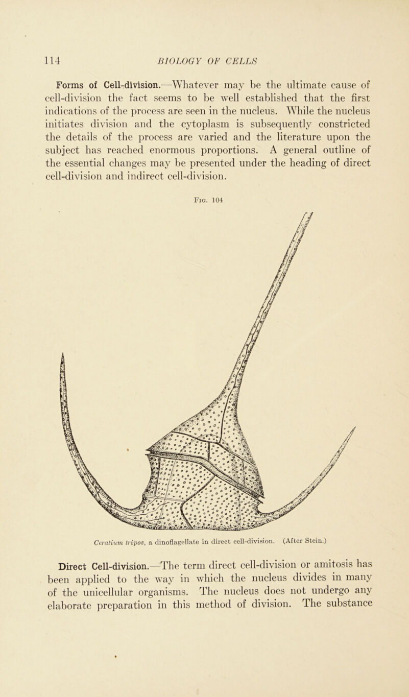Forms of Cell-division.—Whatever may be the ultimate cause of cell-division the fact seems to be well established that the first indications of the process are seen in the nucleus. While the nucleus initiates division and the cytoplasm is subsequently constricted the details of the process are varied and the literature upon the subject has reached enormous proportions. A general outline of the essential changes may be presented under the heading of direct cell-division and indirect cell-division. Fig. 104 Ceratium tripos, a dinoflagellate in direct cell-division. (After Stein.) Direct Cell-division.—The term direct cell-division or amitosis has been applied to the way in which the nucleus divides in many of the unicellular organisms. The nucleus does not undergo any elaborate preparation in this method of division. The substance