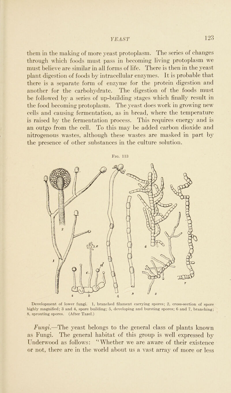 them in the making of more yeast protoplasm. The series of changes through which foods must pass in becoming living protoplasm we must believe are similar in all forms of life. There is then in the yeast plant digestion of foods by intracellular enzymes. It is probable that there is a separate form of enzyme for the protein digestion and another for the carbohydrate. The digestion of the foods must be followed by a series of up-building stages which finally result in the food becoming protoplasm. The yeast does work in growing new cells and causing fermentation, as in bread, where the temperature is raised by the fermentation process. This requires energy and is an outgo from the cell. To this may be added carbon dioxide and nitrogenous wastes, although these wastes are masked in part by the presence of other substances in the culture solution. Fig. 113 Development of lower fungi. 1, branched filament carrying spores; 2, cross-section of spore highly magnified; 3 and 4, spore building; 5, developing and bursting spores; 6 and 7, branching; 8, sprouting spores. (After Tazel.) Fungi.—The yeast belongs to the general class of plants known as Fungi. The general habitat of this group is well expressed by Underwood as follows: “Whether we are aware of their existence or not, there are in the world about us a vast array of more or less