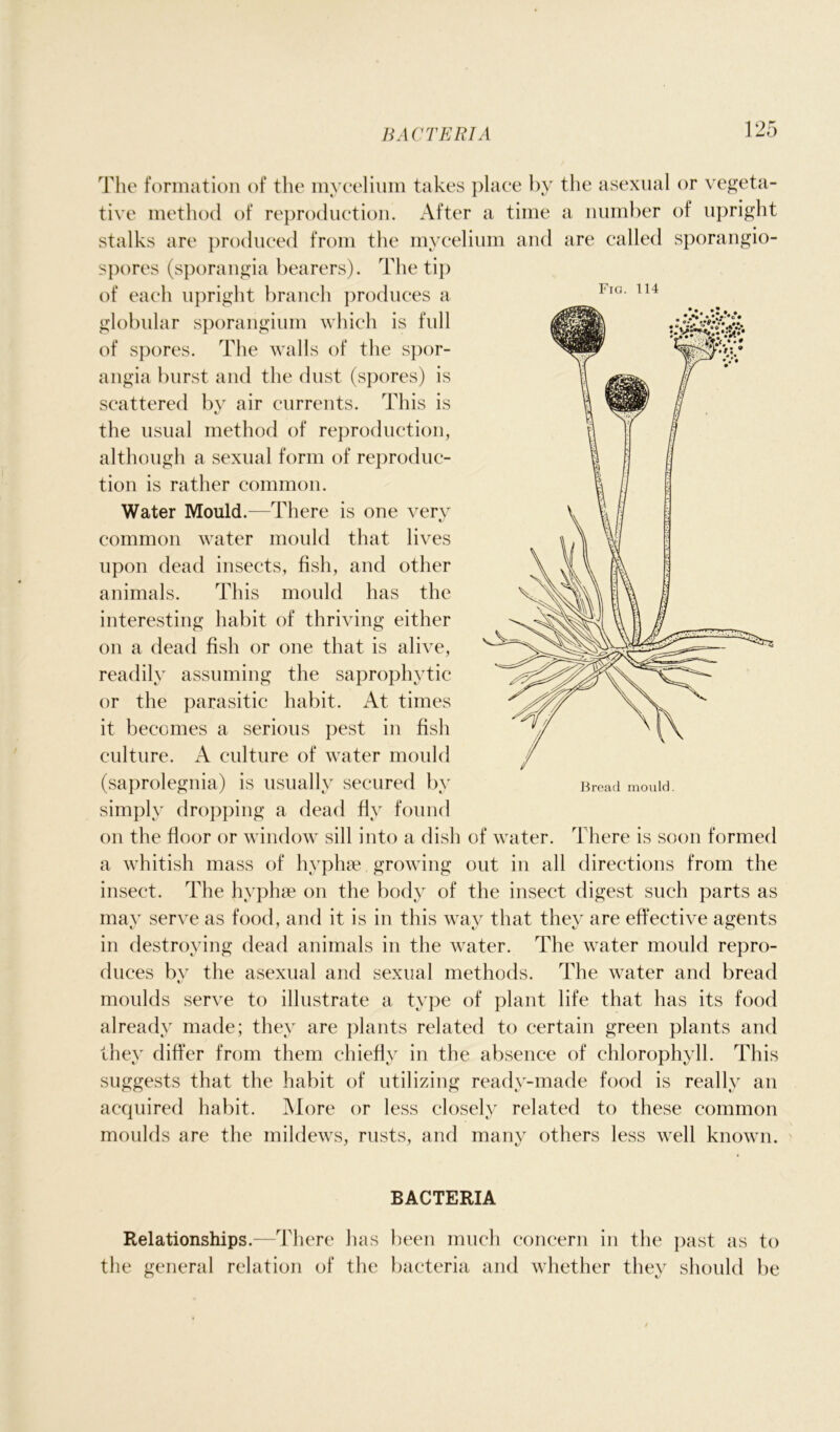 Fig. 114 •'i: s. . j The formation of the mycelium takes place by the asexual or vegeta- tive method of reproduction. After a time a number of upright stalks are produced from the mycelium and are called sporangio- spores (sporangia bearers). The tip of each upright branch produces a globular sporangium which is full of spores. The walls of the spor- angia burst and the dust (spores) is scattered by air currents. This is the usual method of reproduction, although a sexual form of reproduc- tion is rather common. Water Mould.—There is one very common water mould that lives upon dead insects, fish, and other animals. This mould has the interesting habit of thriving either on a dead fish or one that is alive, readily assuming the saprophytic or the parasitic habit. At times it becomes a serious pest in fish culture. A culture of water mould (saprolegnia) is usually secured by simply dropping a dead fly found on the floor or window sill into a dish of water. There is soon formed a whitish mass of hyphen growing out in all directions from the insect. The hvphae on the body of the insect digest such parts as may serve as food, and it is in this way that they are effective agents in destroying dead animals in the water. The water mould repro- duces bv the asexual and sexual methods. The water and bread 1/ moulds serve to illustrate a type of plant life that has its food already made; they are plants related to certain green plants and they differ from them chiefly in the absence of chlorophyll. This suggests that the habit of utilizing ready-made food is really an acquired habit. More or less closely related to these common moulds are the mildews, rusts, and many others less well known. Bread mould. BACTERIA Relationships.—There has been much concern in the past as to the general relation of the bacteria and whether they should be