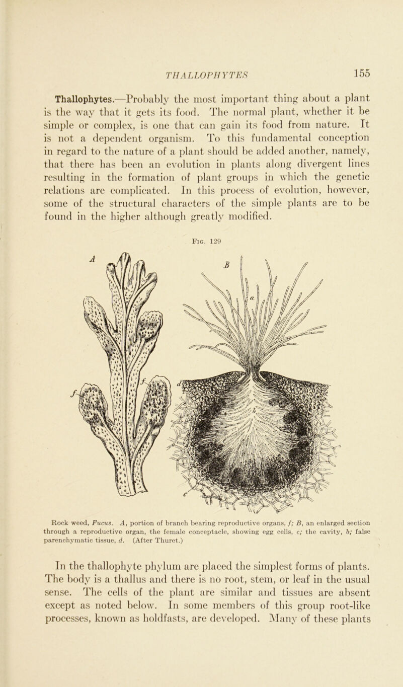 Thallophytes.—Probably the most important thing about a plant is the way that it gets its food. The normal plant, whether it be simple or complex, is one that can gain its food from nature. It is not a dependent organism. To this fundamental conception in regard to the nature of a plant should be added another, namely, that there has been an evolution in plants along divergent lines resulting in the formation of plant groups in which the genetic relations are complicated. In this process of evolution, however, some of the structural characters of the simple plants are to be found in the higher although greatly modified. Fig. 129 Rock weed, Fucus. A, portion of branch bearing reproductive organs, /; B, an enlarged section through a reproductive organ, the female conceptacle, showing egg cells, c; the cavity, b; false parenchymatic tissue, d. (After Thuret.) In the thallophyte phylum are placed the simplest forms of plants. The body is a thallus and there is no root, stem, or leaf in the usual sense. The cells of the plant are similar and tissues are absent except as noted below. In some members of this group root-like processes, known as holdfasts, are developed. Many of these plants