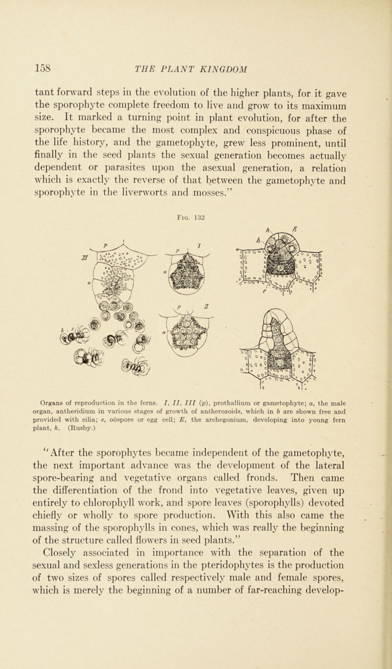 tant forward steps in the evolution of the higher plants, for it gave the sporophyte complete freedom to live and grow to its maximum size. It marked a turning point in plant evolution, for after the sporophyte became the most complex and conspicuous phase of the life history, and the gametophyte, grew less prominent, until finally in the seed plants the sexual generation becomes actually dependent or parasites upon the asexual generation, a relation which is exactly the reverse of that between the gametophyte and sporophyte in the liverworts and mosses/’ Fig. 132 Organs of reproduction in the ferns. 7, II, III (p), prothallium or gametophyte; a, the male organ, antheridium in various stages of growth of antherozoids, which in b are shown free and provided with cilia; e, oospore or egg cell; E, the archegonium, developing into young fern plant, h. (Rusby.) u After the sporophytes became independent of the gametophyte, the next important advance was the development of the lateral spore-bearing and vegetative organs called fronds. Then came the differentiation of the frond into vegetative leaves, given up entirely to chlorophyll work, and spore leaves (sporophylls) devoted chiefly or wholly to spore production. With this also came the massing of the sporophylls in cones, which was really the beginning of the structure called flowers in seed plants.” Closely associated in importance with the separation of the sexual and sexless generations in the pteridophytes is the production of two sizes of spores called respectively male and female spores, which is merely the beginning of a number of far-reaching develop-