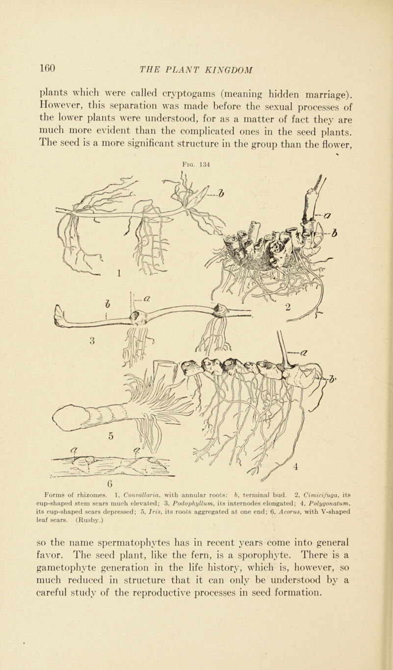 plants which were called cryptogams (meaning hidden marriage). However, this separation was made before the sexual processes of the lower plants were understood, for as a matter of fact they are much more evident than the complicated ones in the seed plants. The seed is a more significant structure in the group than the flower, Fig. 134 Forms of rhizomes. 1, Convallaria, with annular roots: b, terminal bud. 2, Cimicifuga, its cup-shaped stem scars much elevated; 3, Podophyllum, its internodes elongated; 4, Polygonatum, its cup-shaped scars depressed; 5, Iris, its roots aggregated at one end; 6, Acorus, with V-shaped leaf scars. (Rusby.) so the name spermatophytes has in recent years come into general favor. The seed plant, like the fern, is a sporophyte. There is a gametophyte generation in the life history, which is, however, so much reduced in structure that it can onlv be understood bv a careful study of the reproductive processes in seed formation.