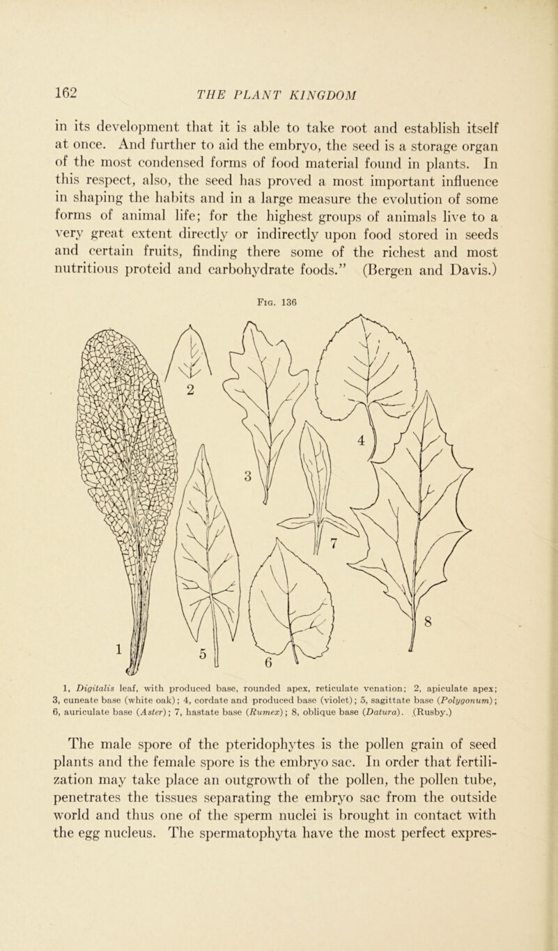 in its development that it is able to take root and establish itself at once. And further to aid the embryo, the seed is a storage organ of the most condensed forms of food material found in plants. In this respect, also, the seed has proved a most important influence in shaping the habits and in a large measure the evolution of some forms of animal life; for the highest groups of animals live to a very great extent directly or indirectly upon food stored in seeds and certain fruits, finding there some of the richest and most nutritious proteid and carbohydrate foods.” (Bergen and Davis.) Fig. 136 1, Digitalis leaf, with produced base, rounded apex, reticulate venation; 2, apiculate apex; 3, cuneate base (white oak); 4, cordate and produced base (violet); 5, sagittate base (Polygonum); 6, auriculate base (Aster); 7, hastate base (Rumex); 8, oblique base (Datura). (Rusby.) The male spore of the pteridophytes is the pollen grain of seed plants and the female spore is the embryo sac. In order that fertili- zation may take place an outgrowth of the pollen, the pollen tube, penetrates the tissues separating the embryo sac from the outside world and thus one of the sperm nuclei is brought in contact with the egg nucleus. The spermatophyta have the most perfect expres-